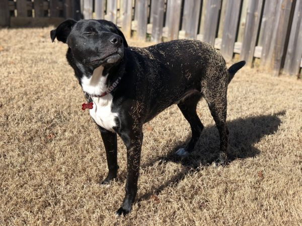 Gilbert is a Mixed Breed dog, available for adoption in Birmingham, AL.