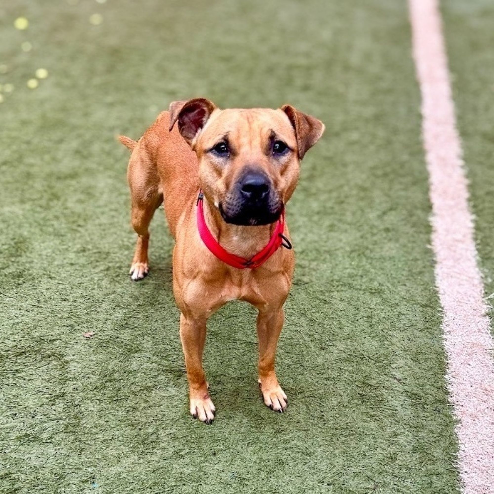 Scooby Doo is a Black Mouth Cur and Boxer dog, available for adoption in Phenix City, AL.