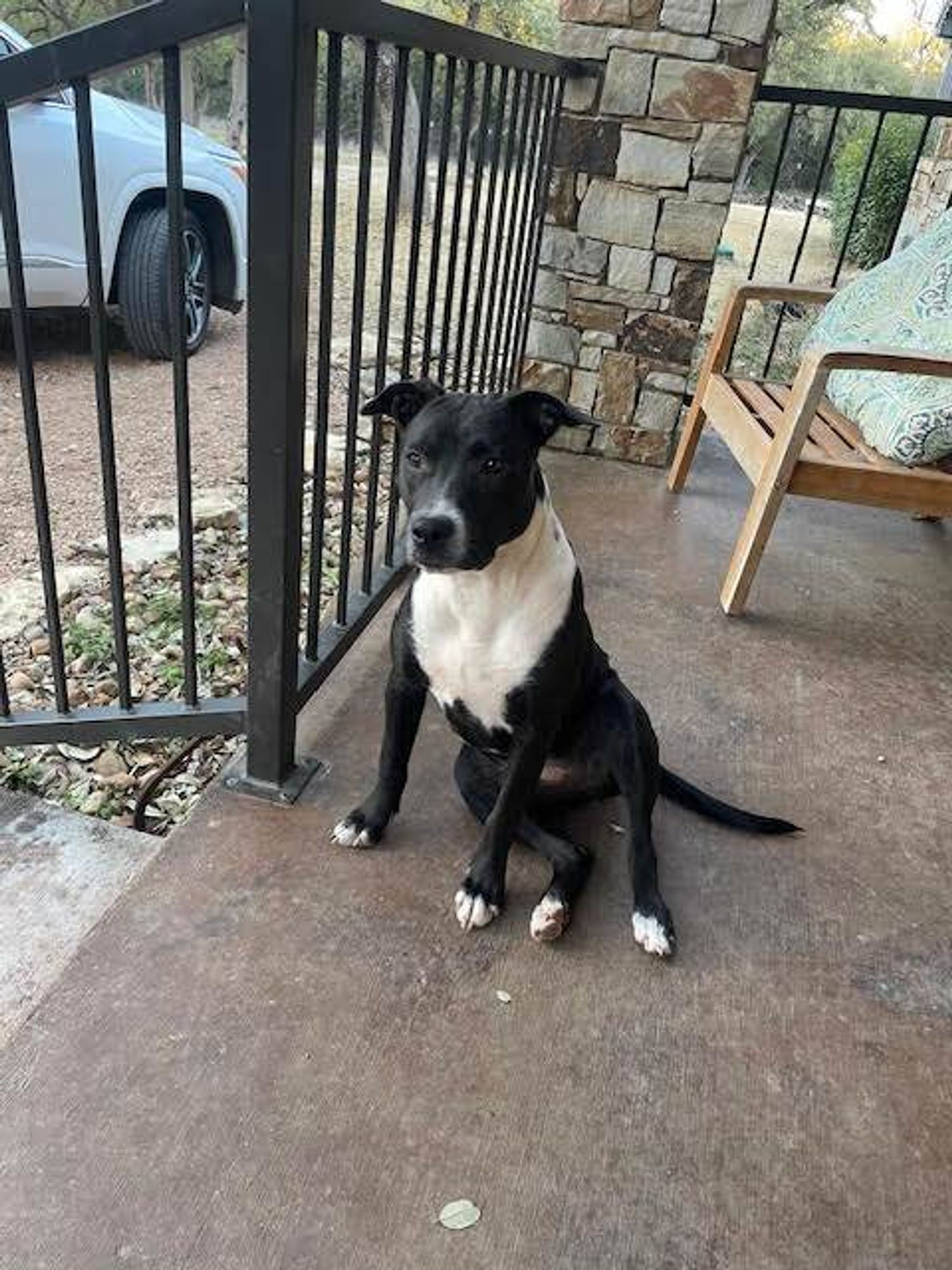 River is a Terrier dog, available for adoption in New Braunfels, TX.