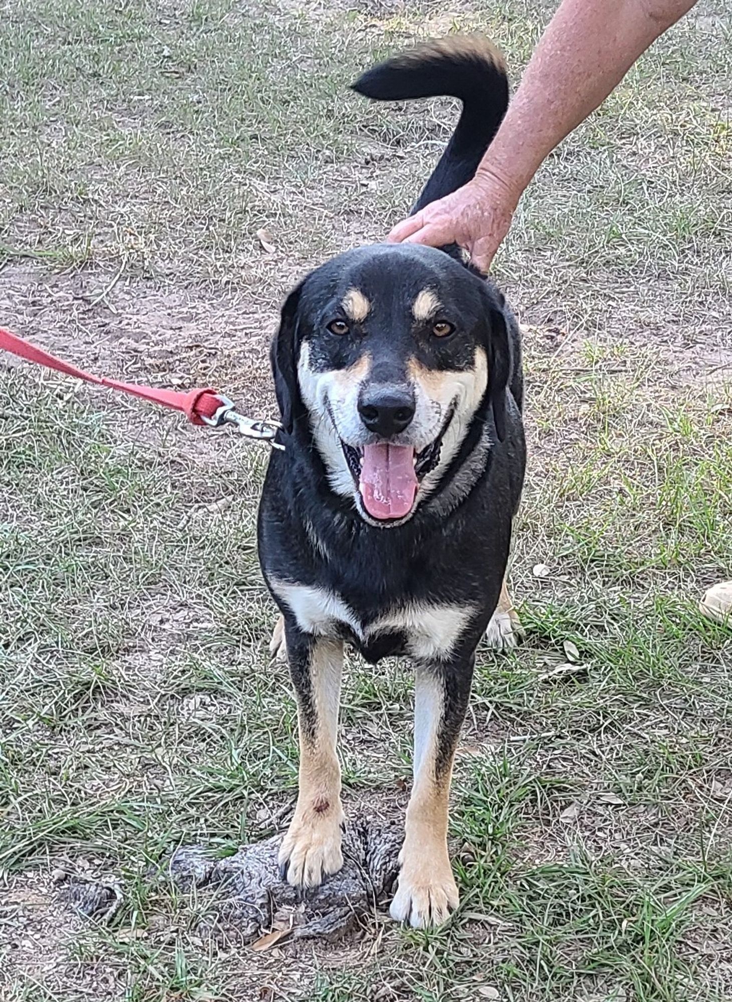 Oliver is a Border Collie and Terrier dog, available for adoption in Sheridan, TX.