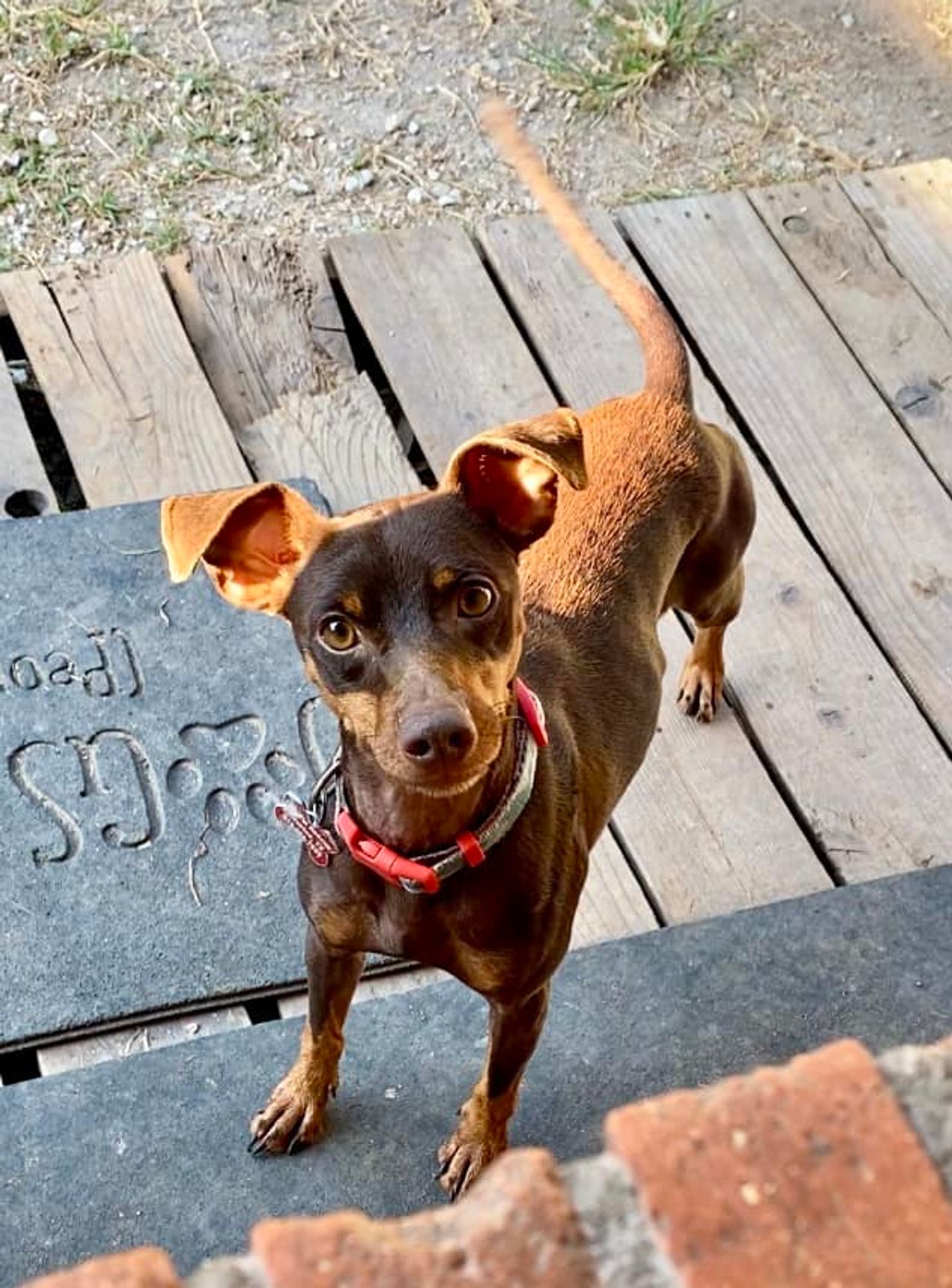 Bentley is a Miniature Pinscher dog, available for adoption in Houston, TX.