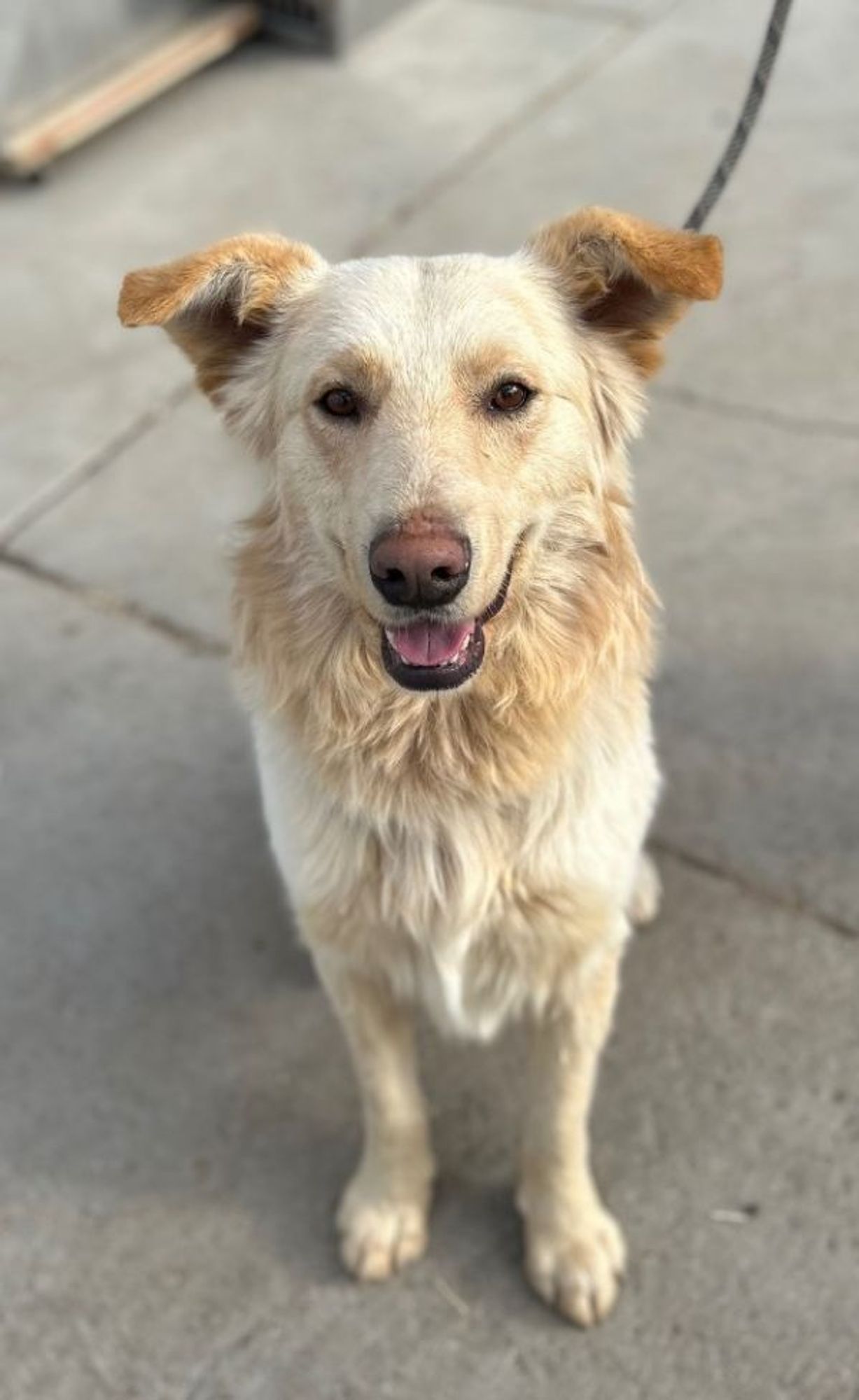 Hamilton 2 is a Great Pyrenees and Golden Retriever dog, available for adoption in Fort Lupton, CO.