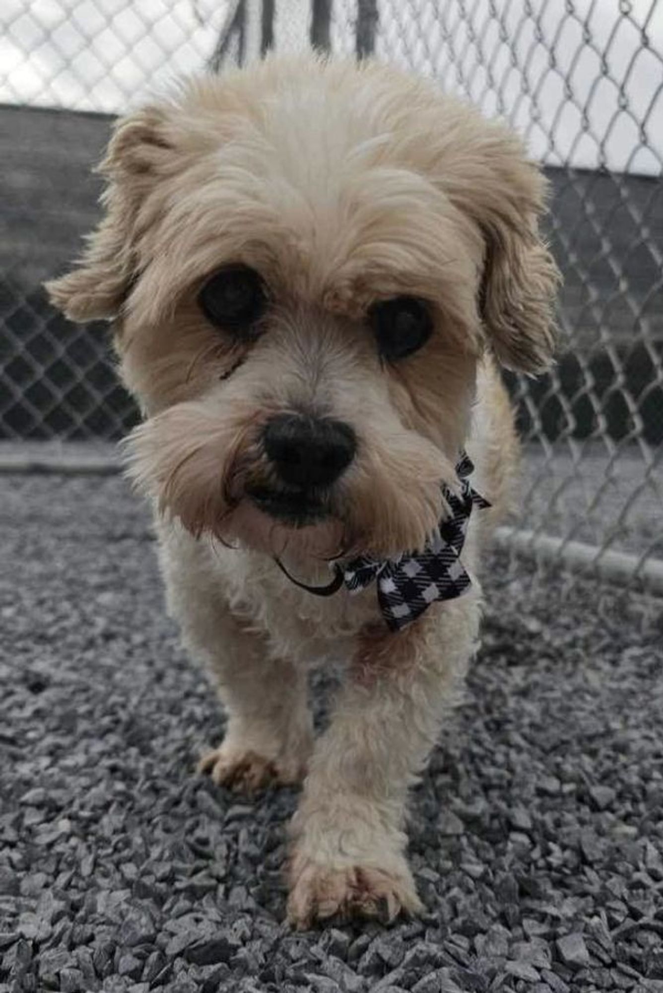 Alex is a Shih Tzu mix dog, available for adoption in Lewistown, PA.