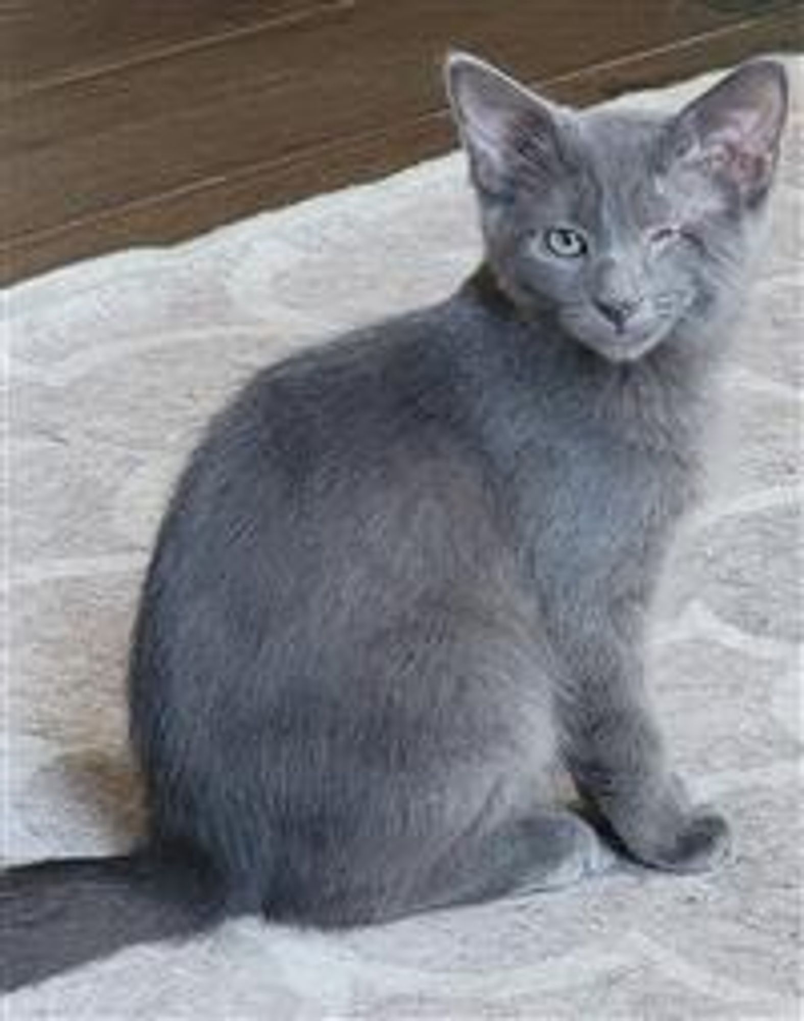 Stitch is a Domestic Short Hair cat, available for adoption in Fairfax, VA.