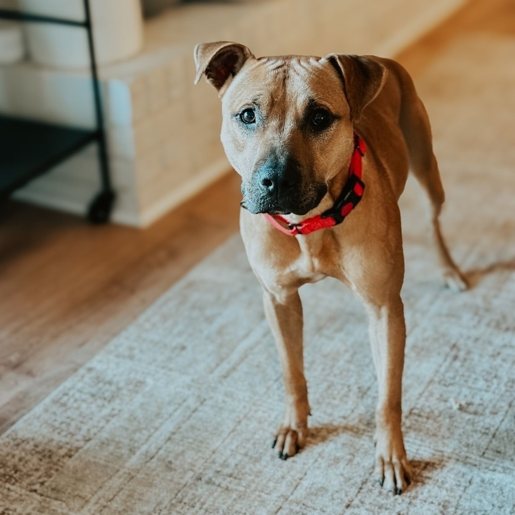 Scooby Doo is a Black Mouth Cur and Boxer dog, available for adoption in Phenix City, AL.