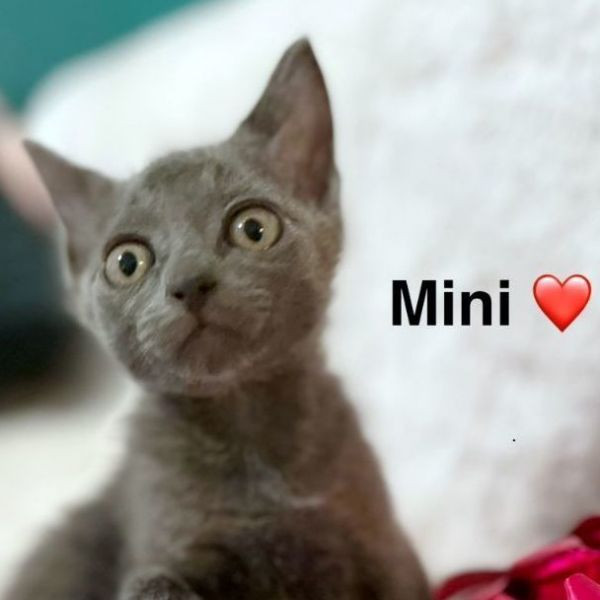 Mini is a Domestic Short Hair mix cat, available for adoption in Lake Monroe, FL.