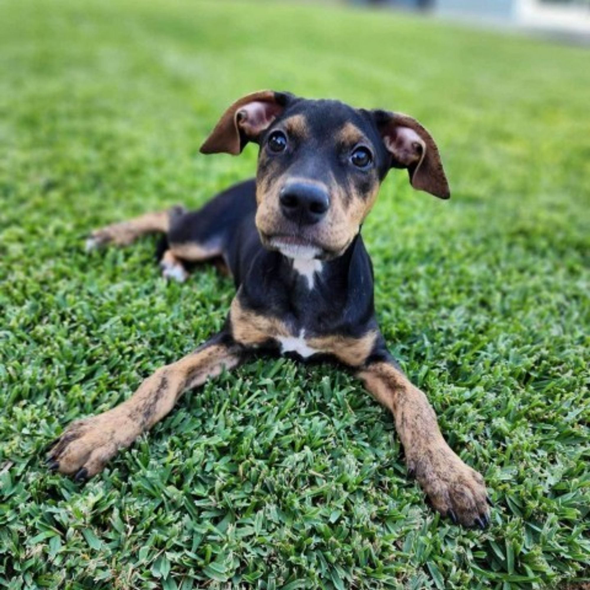 Ravey-*Available 9/29* Chino Hills Location is a Doberman Pinscher mix dog, available for adoption in Chino Hills, CA.