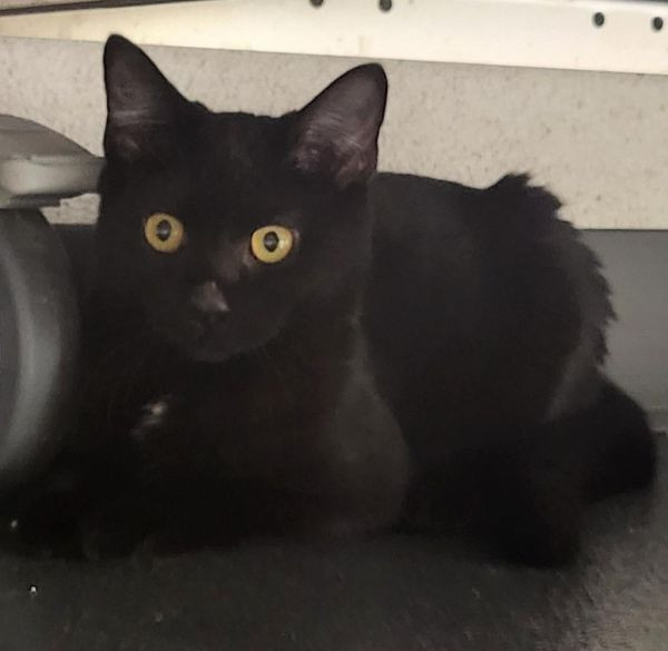 Vader is a Domestic Short Hair cat, available for adoption in Greeneville, TN.