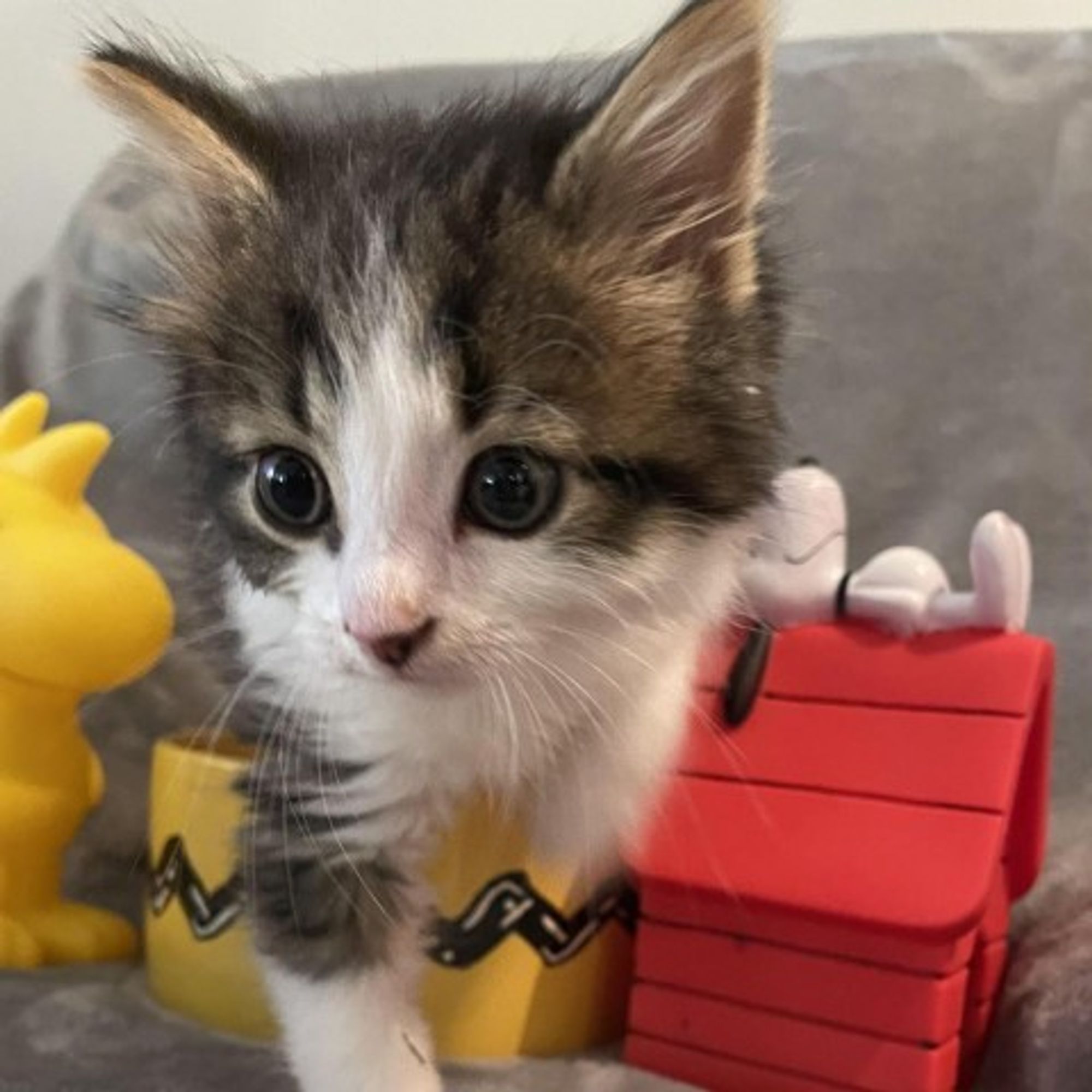 Charlie Brown is a Domestic Long Hair cat, available for adoption in Winchester, VA.