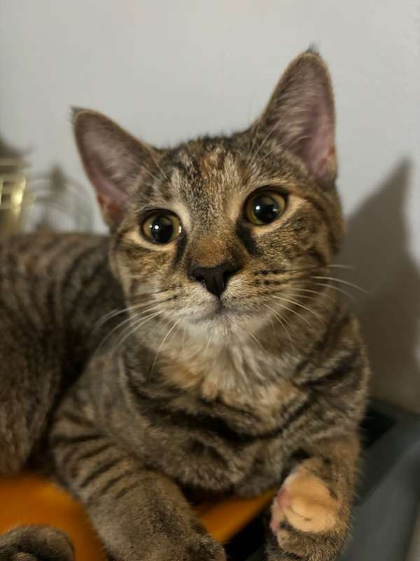 Davera is a Domestic Short Hair cat, available for adoption in Lexington, KY.