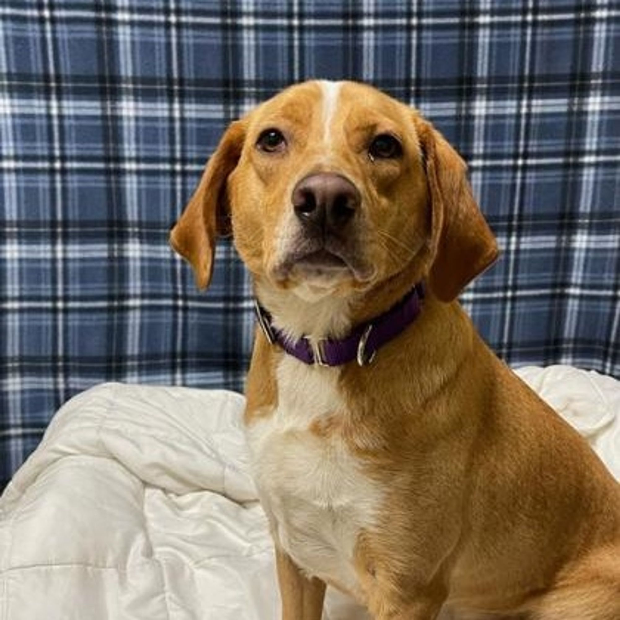 Penny is a Labrador Retriever dog, available for adoption in Quincy, IL.