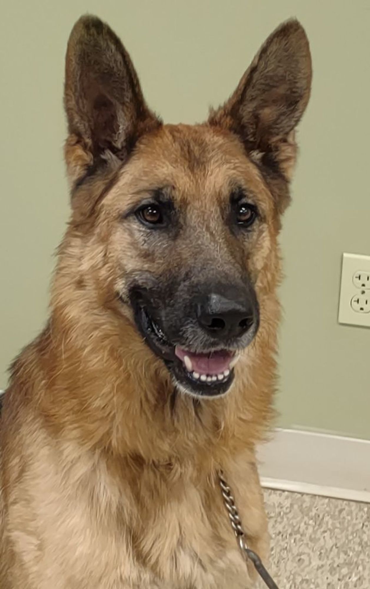 Mavrick is a German Shepherd Dog available for adoption in Hastings, NE.