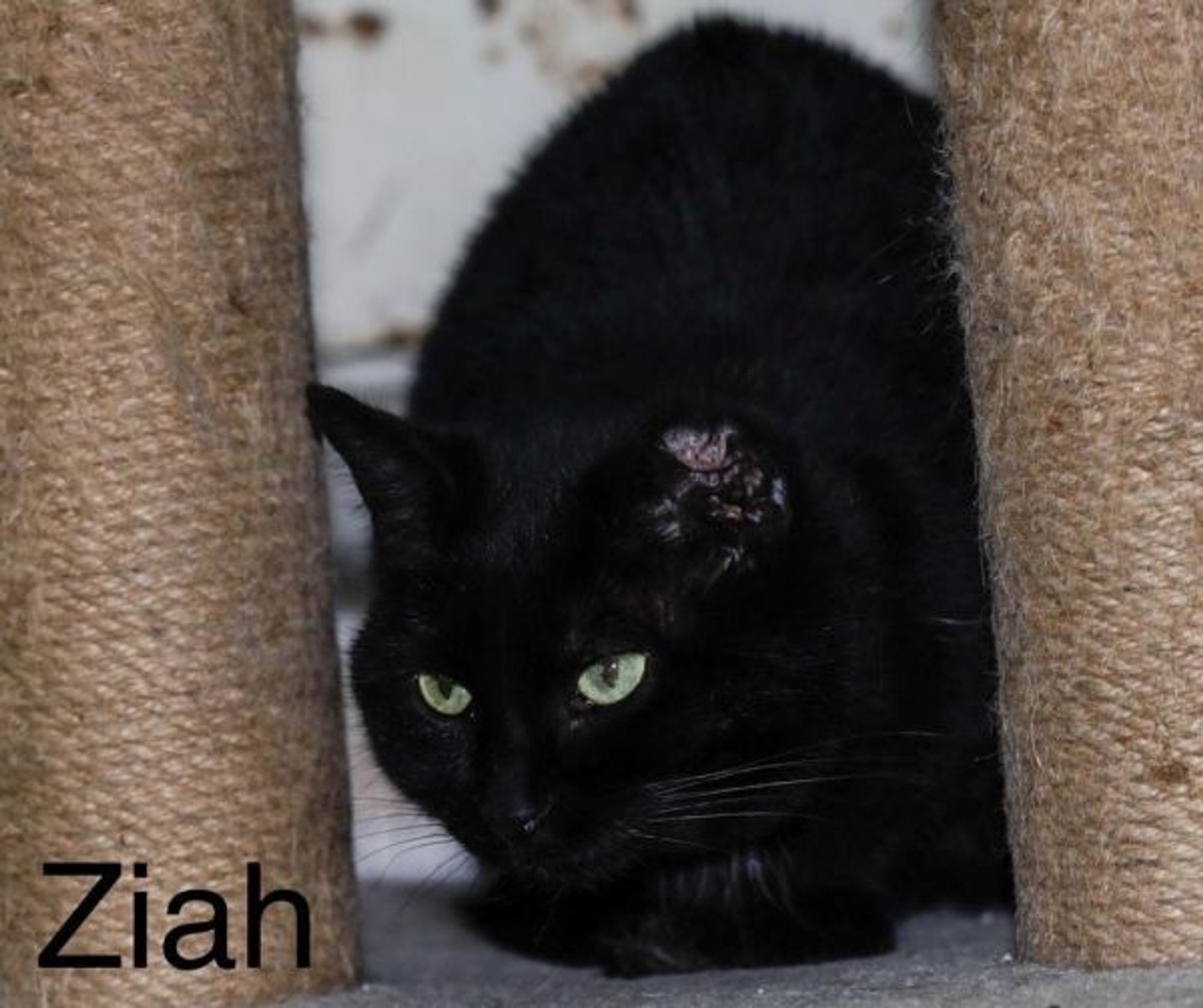 Ziah is a Domestic Short Hair mix cat, available for adoption in Jim Thorpe, PA.