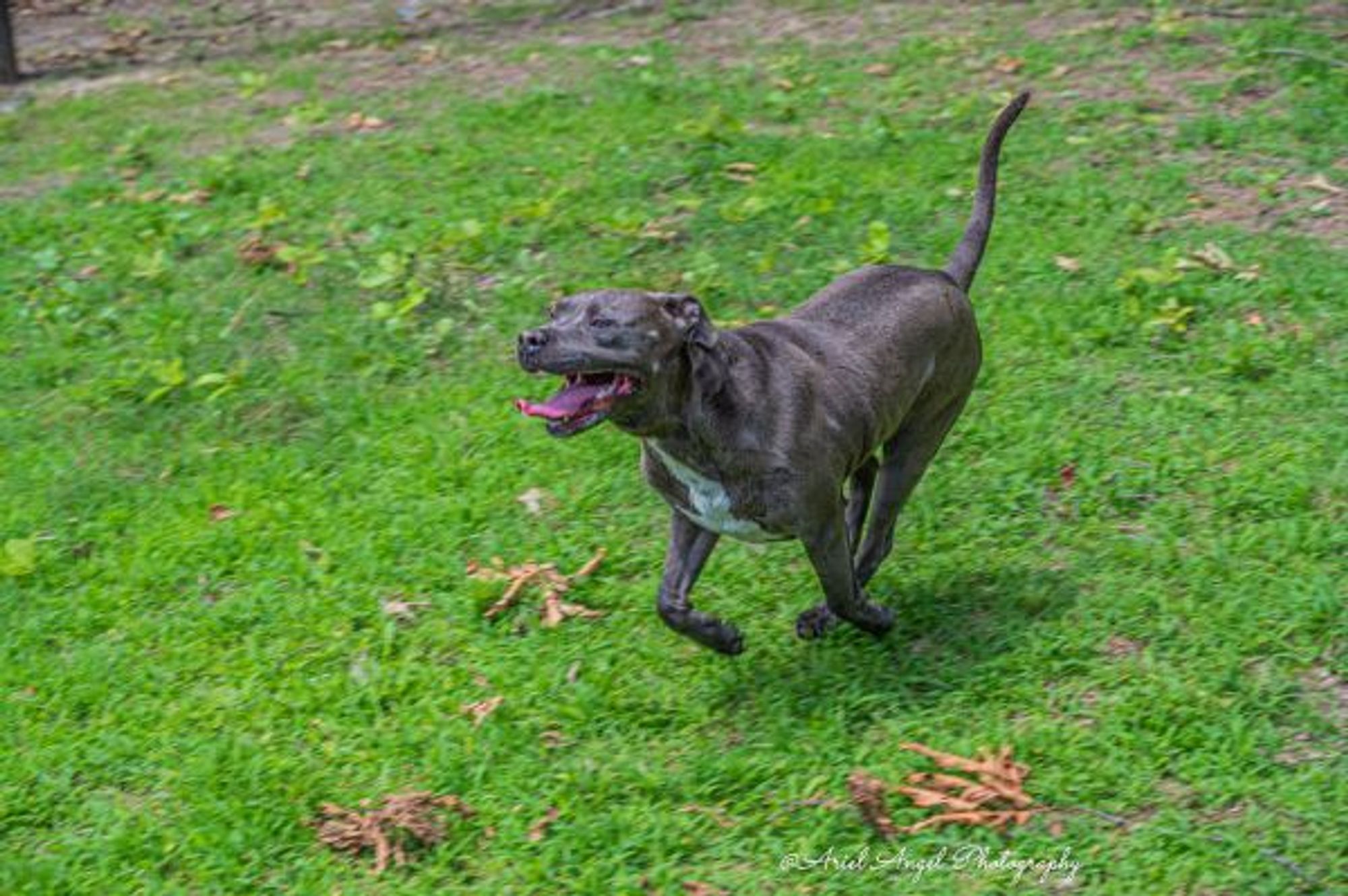 Kingston needs foster home (See Video) is a Pit Bull Terrier and American Staffordshire Terrier dog, available for adoption in Munford, TN.