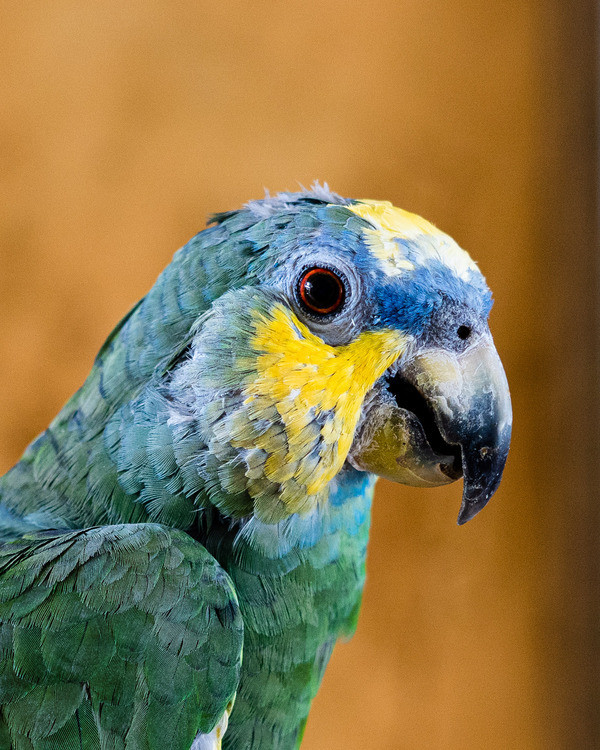 Jackpot is a Amazon parrot, available for adoption in Elizabeth, CO.