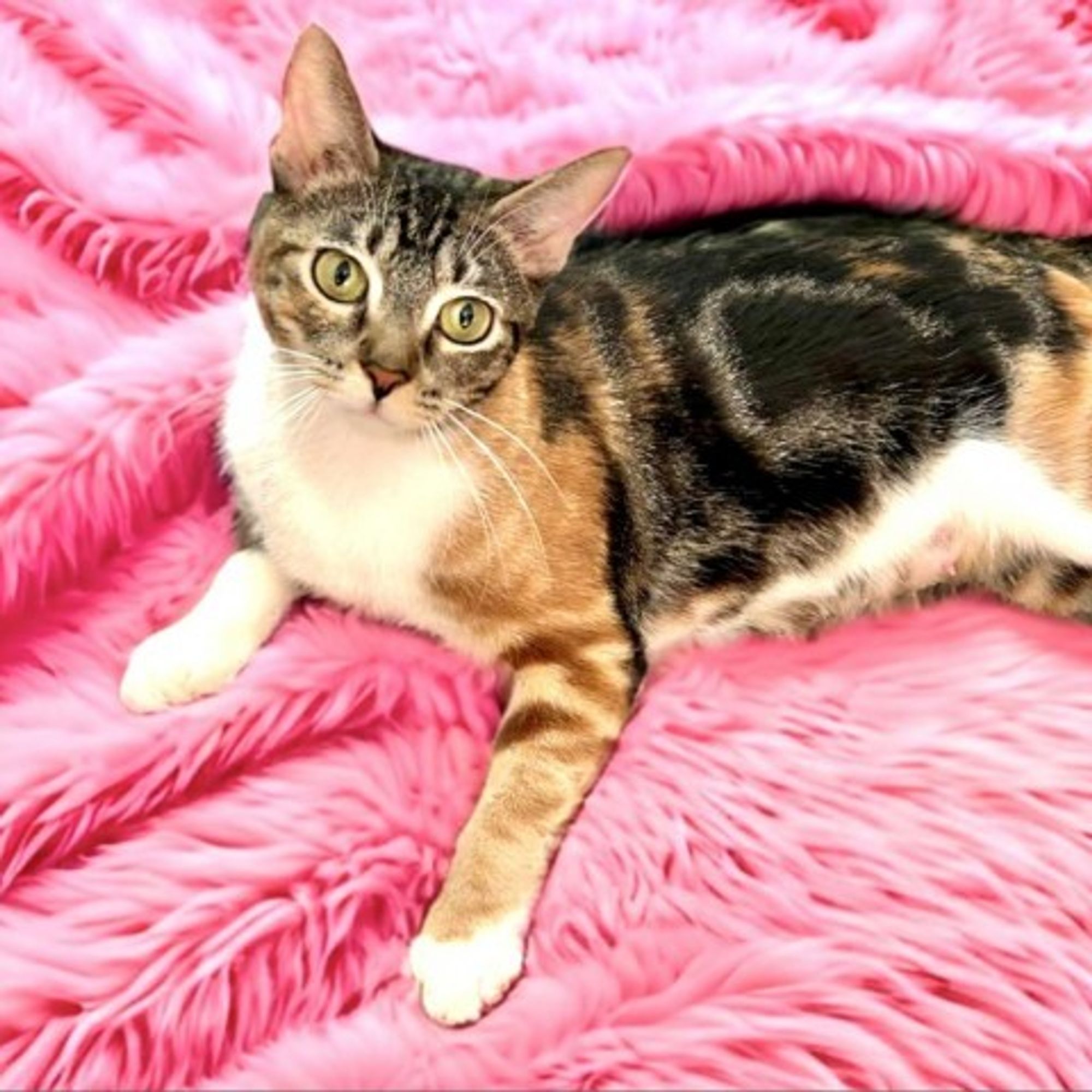 Corinna is a Domestic Short Hair cat, available for adoption in Fort Lauderdale, FL.