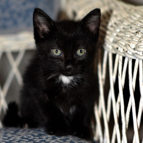 Socks is a Domestic Short Hair cat, available for adoption in Wadena, MN.