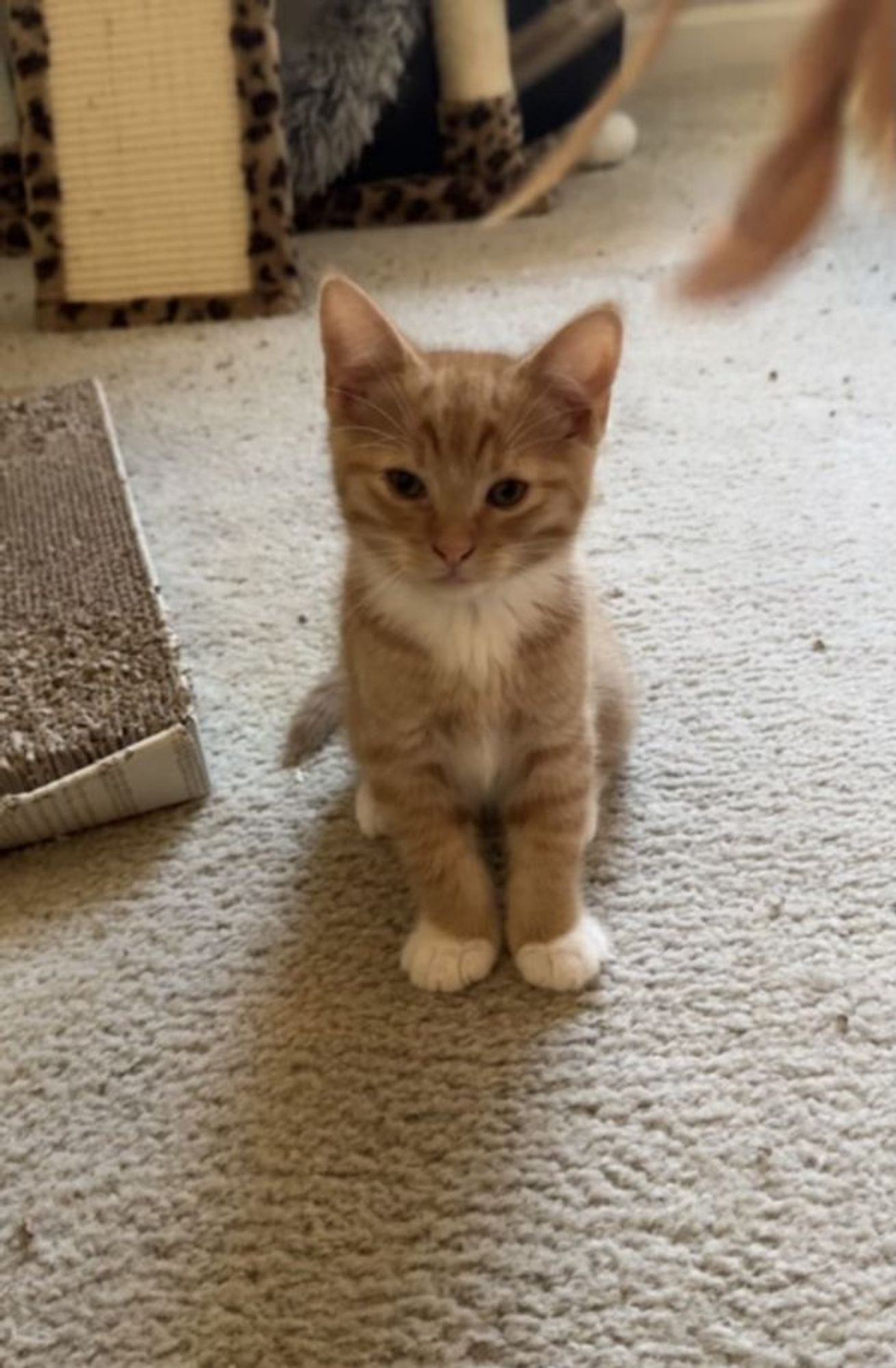 Bobby is a Domestic Short Hair mix cat, available for adoption in Tracy, CA.