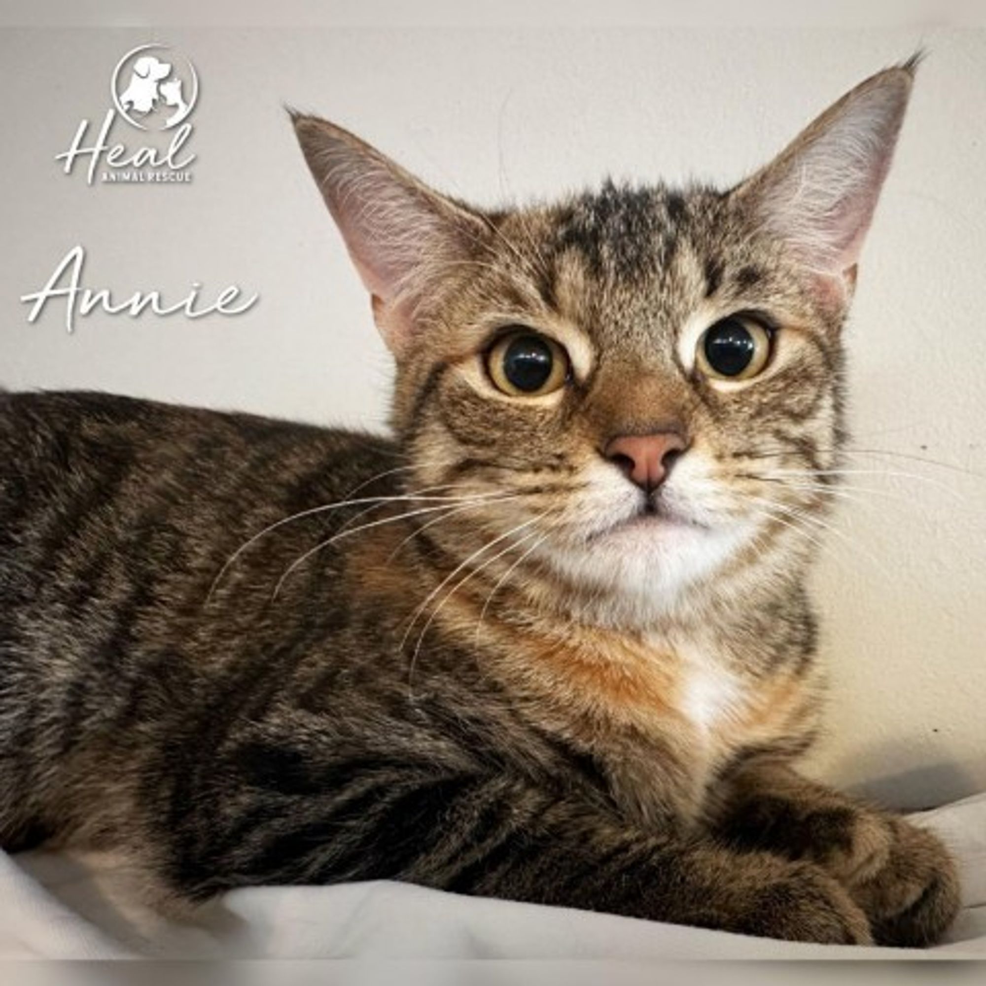 Annie is a Domestic Short Hair cat, available for adoption in Youngwood, PA.