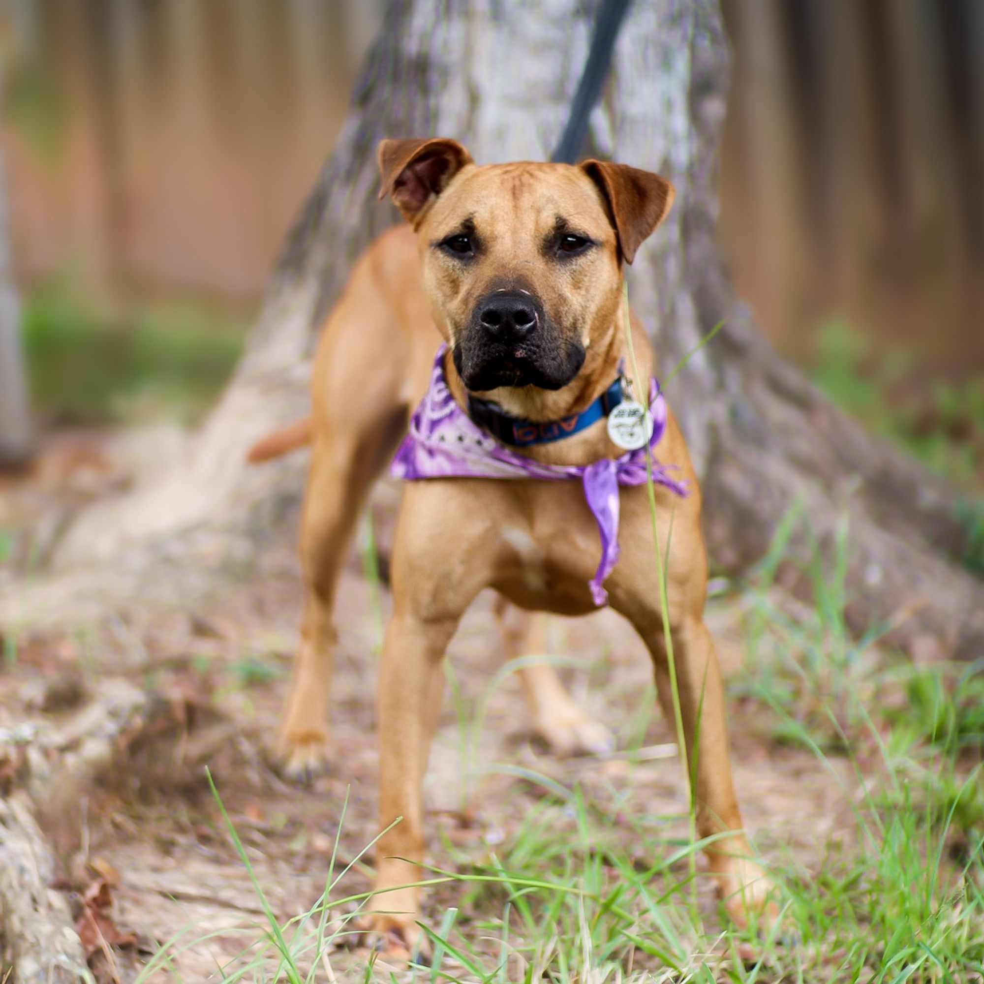 Scooby Doo is a Black Mouth Cur and Boxer dog, available for adoption in Phenix City, AL.