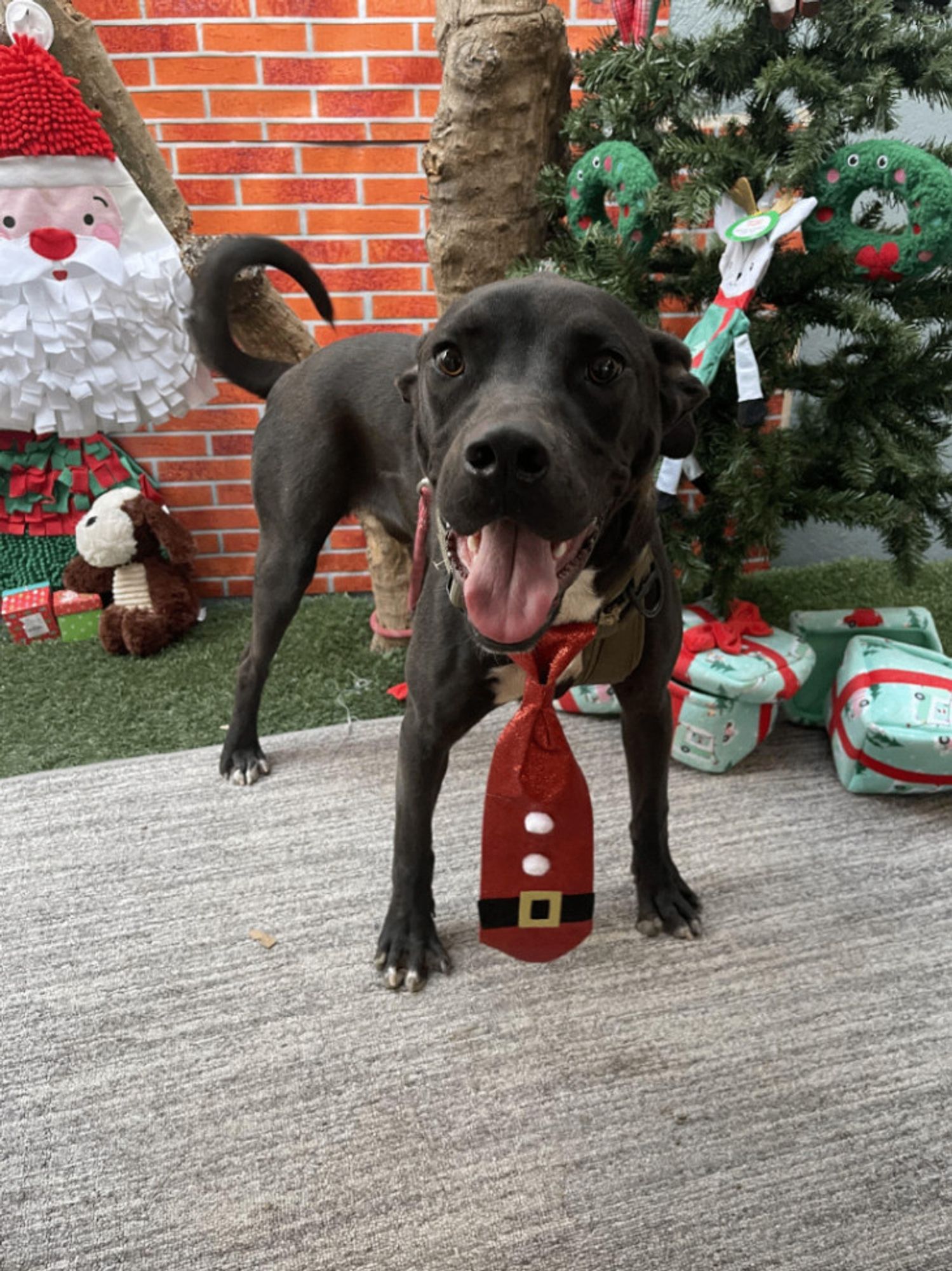 Keanu is a Labrador Retriever and Mixed Breed dog, available for adoption in Reno, NV.