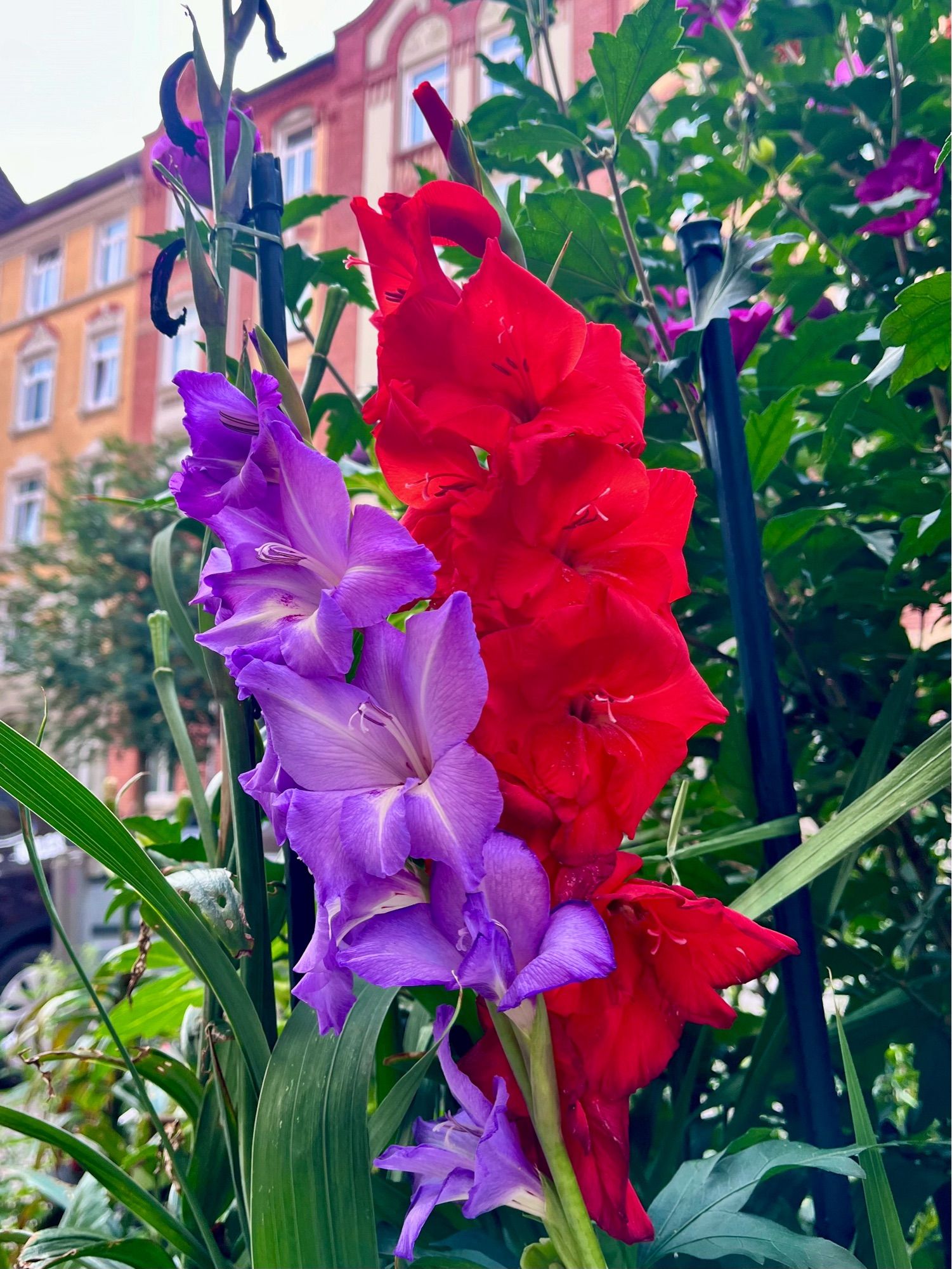 Zwei Galdiolen (rot und violett) in voller Blüte am Straßenrand,  in einer norddeutschen Großstadt. Im Hintergrund ein Altbau.