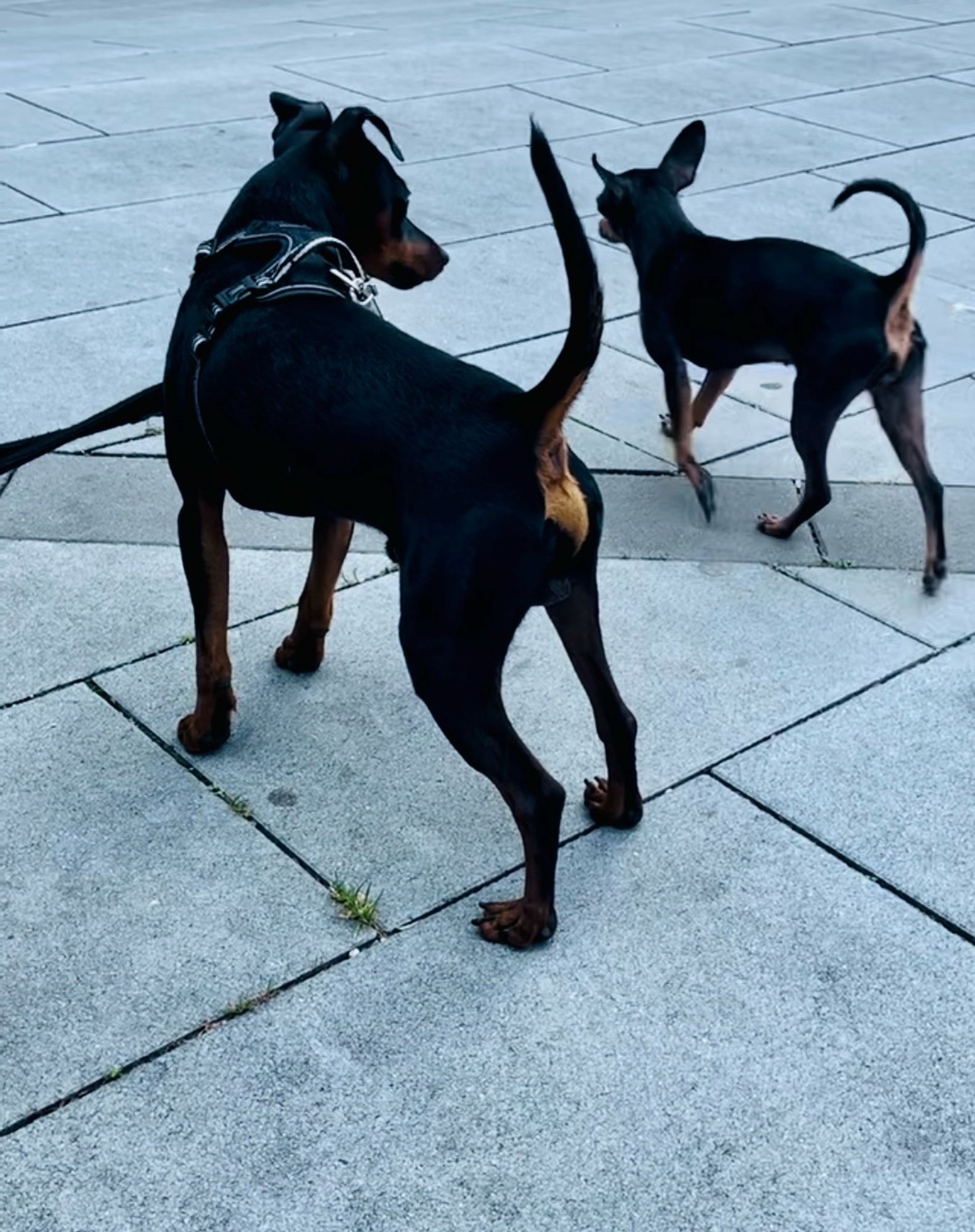 Zwerpinscher trifft auf Minipinscher und ist total fasziniert