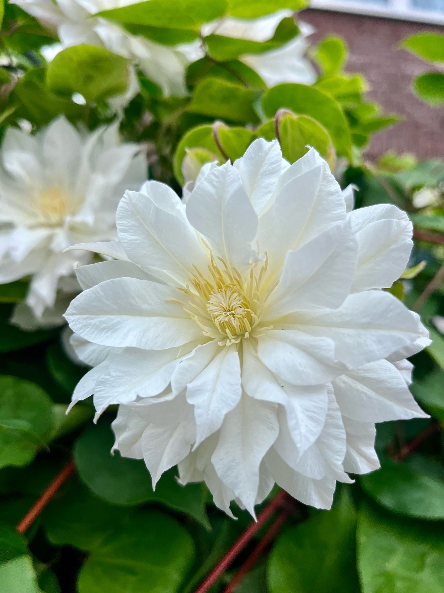 Wunderschöne Waldrebe (?) mit weißen gefüllten Blüten an einem Zaun, in einer Großstadt