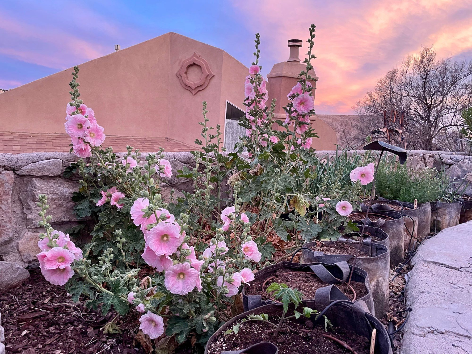 Pink hollyhocks blooming in a pink New Mexico sunset.