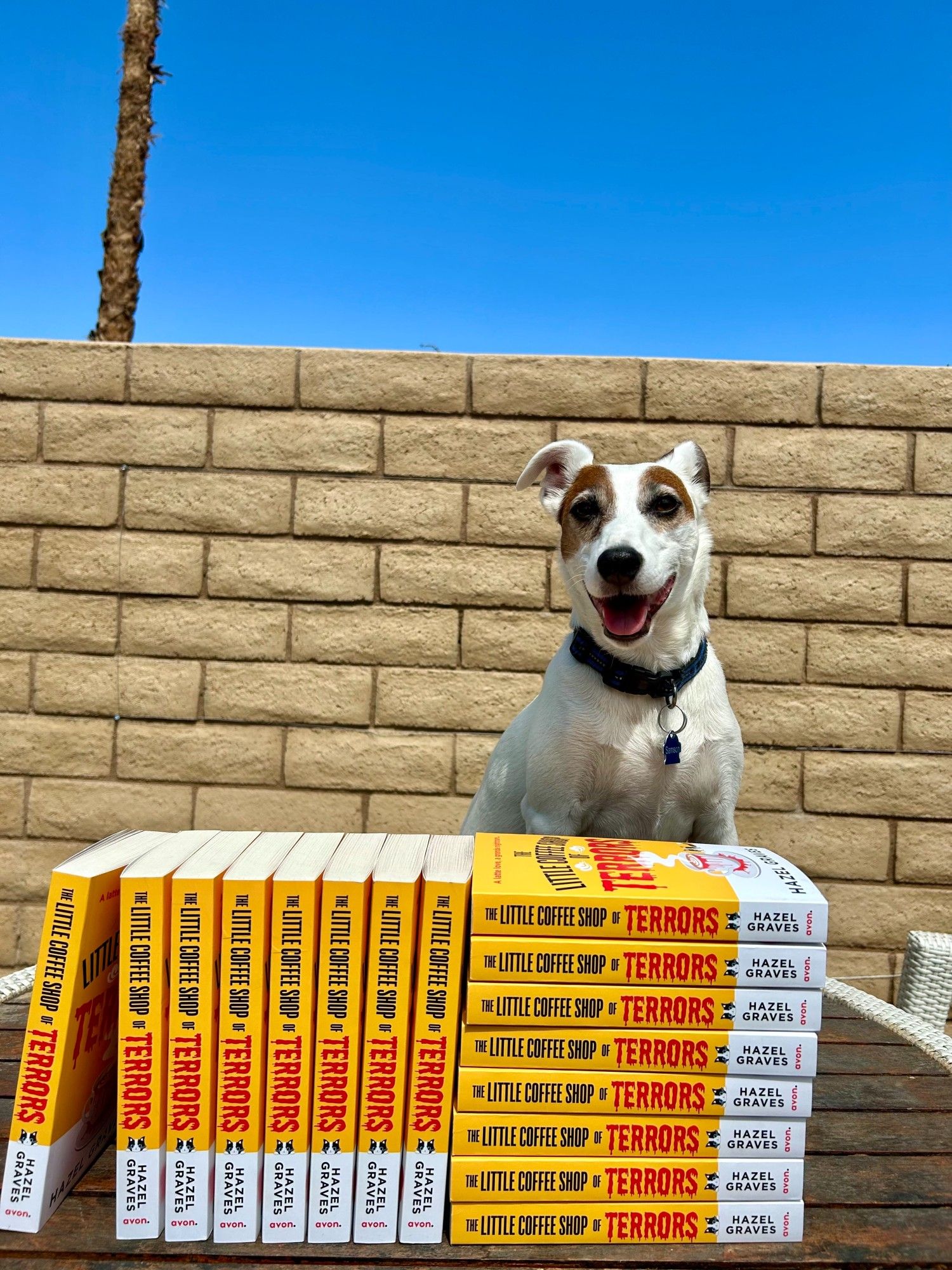 A Jack Russell Terrier with lots of copies of THE LITTLE COFFEE SHOP OF TERRORS!