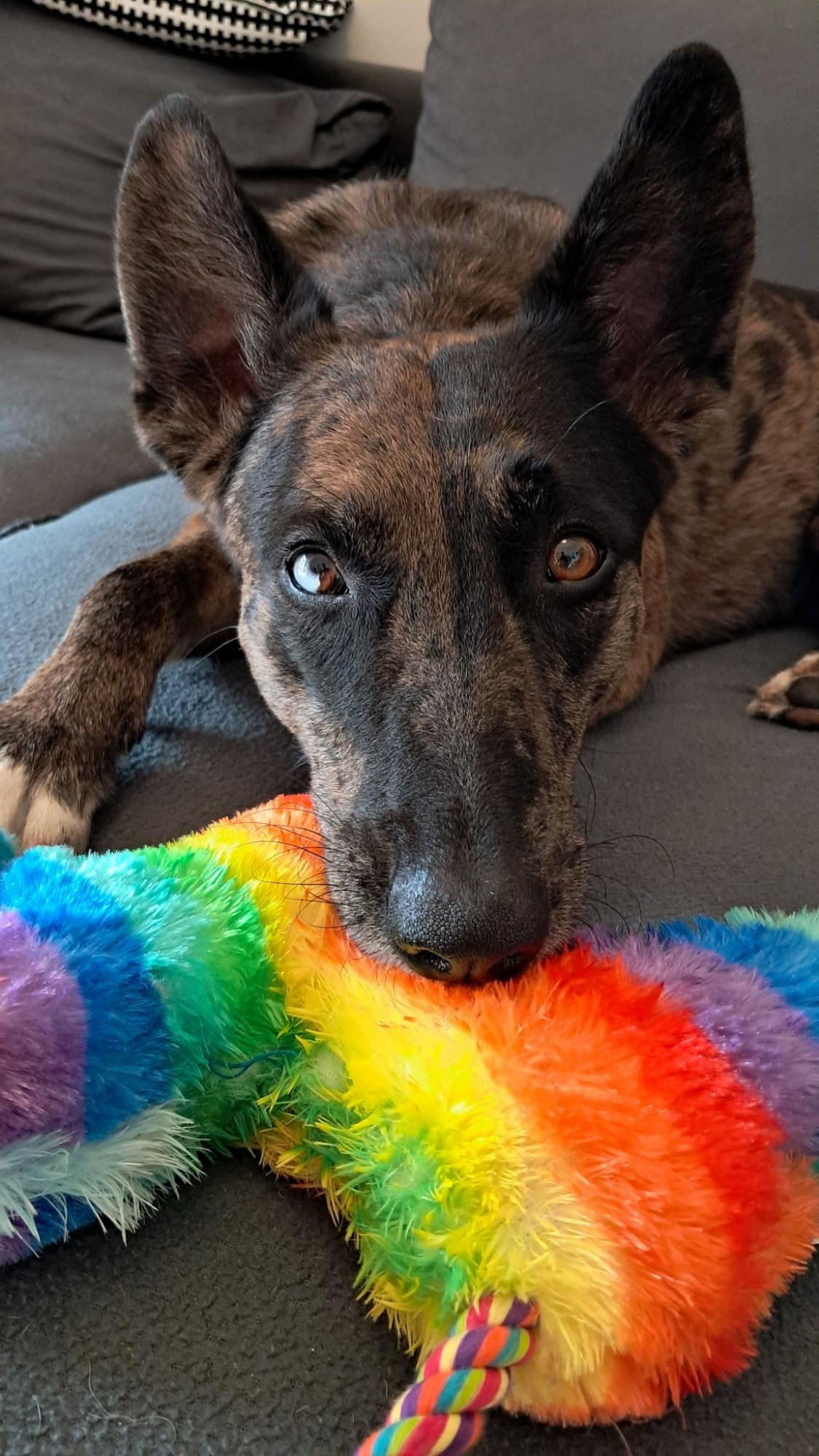 Schnauze des Hundes liegt auf der Piñata. Blick in die Kamera. 