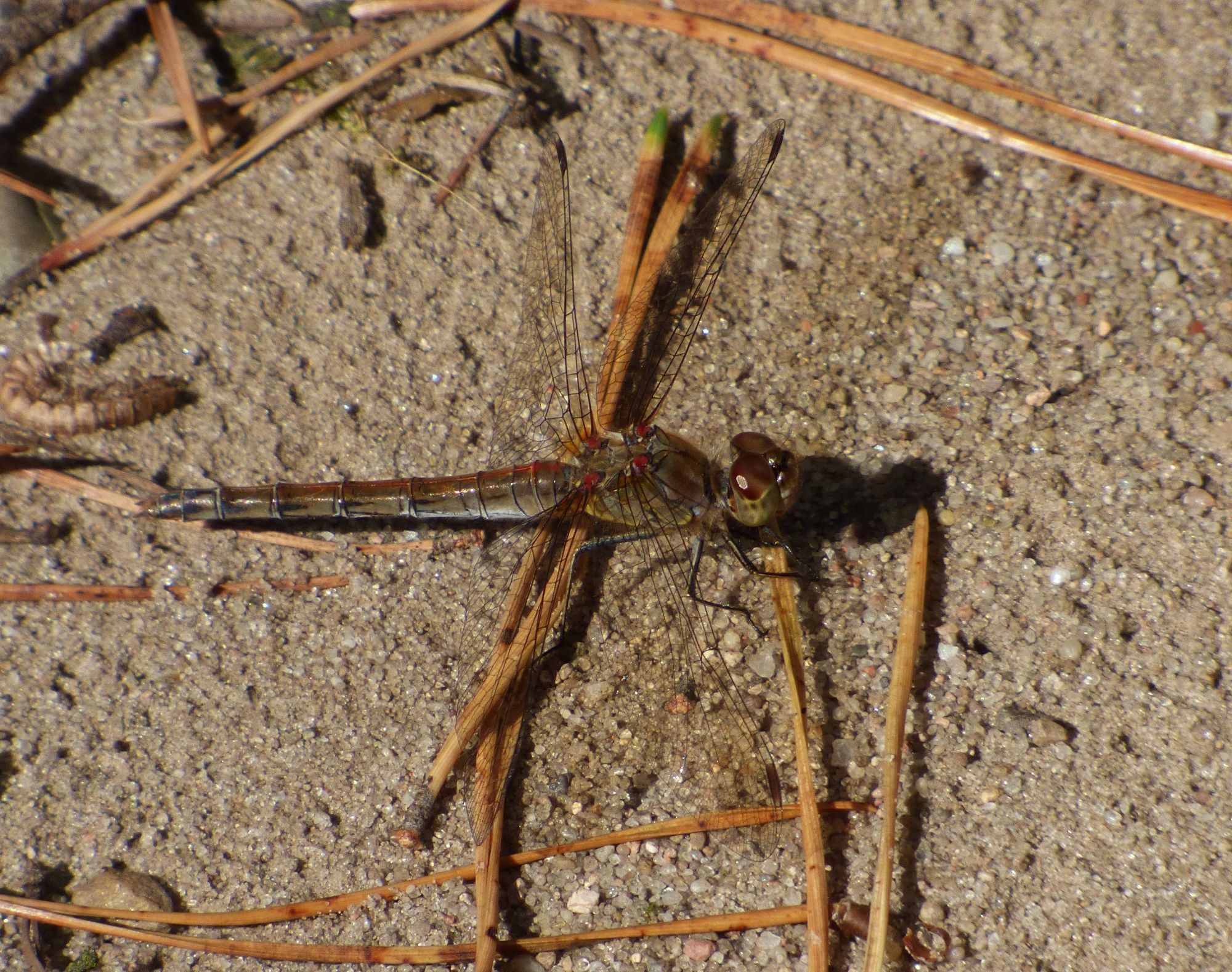 Heidelibelle auf Stöckchen auf Sand.