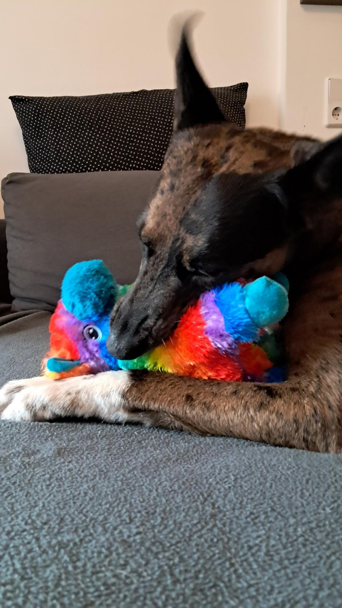 Hund liegt auf dem Sofa und beißt in eine regenbogenfarbene Piñata aus Plüsch. 