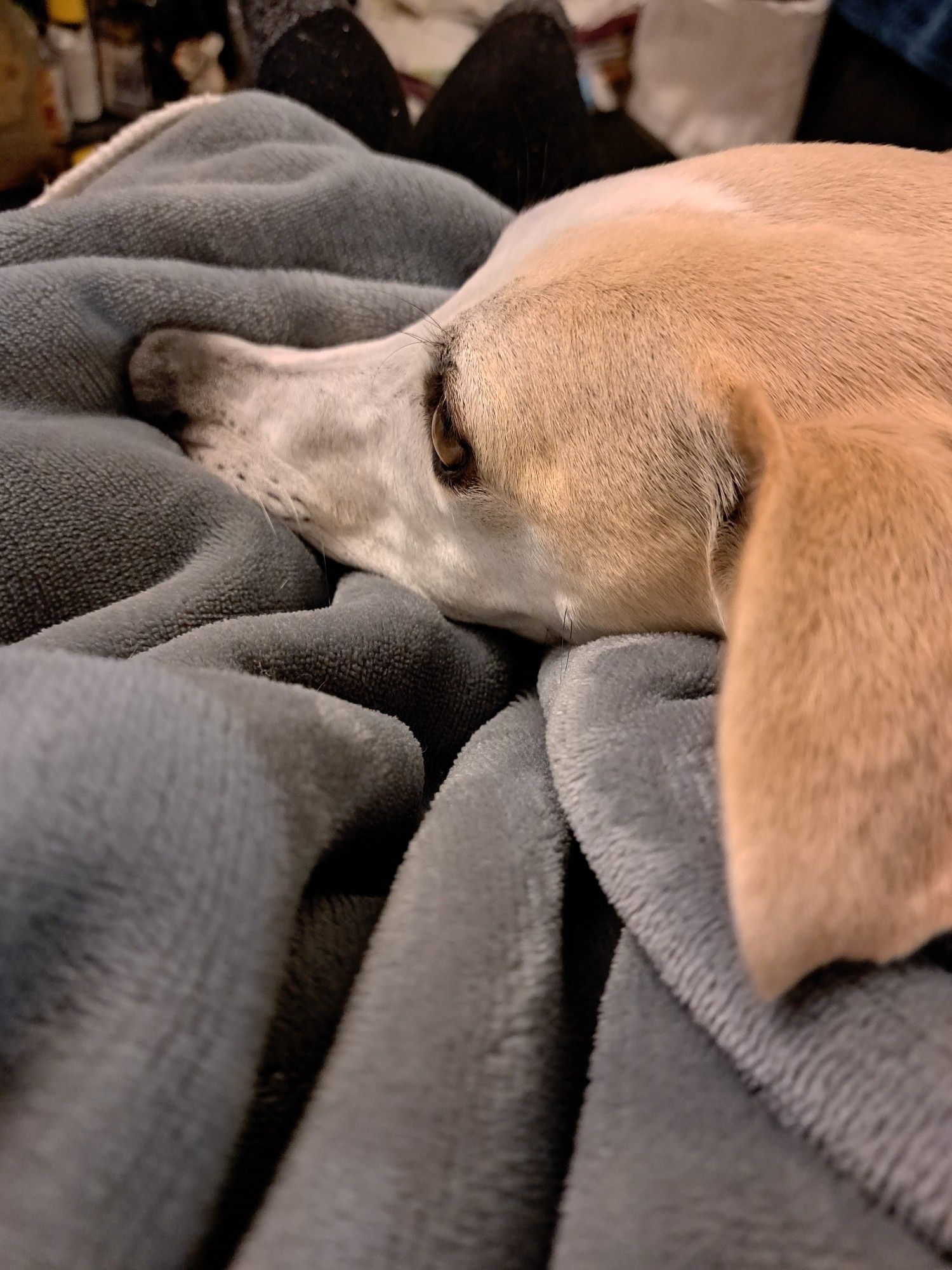 A whippet watching TV from his nest of blankets