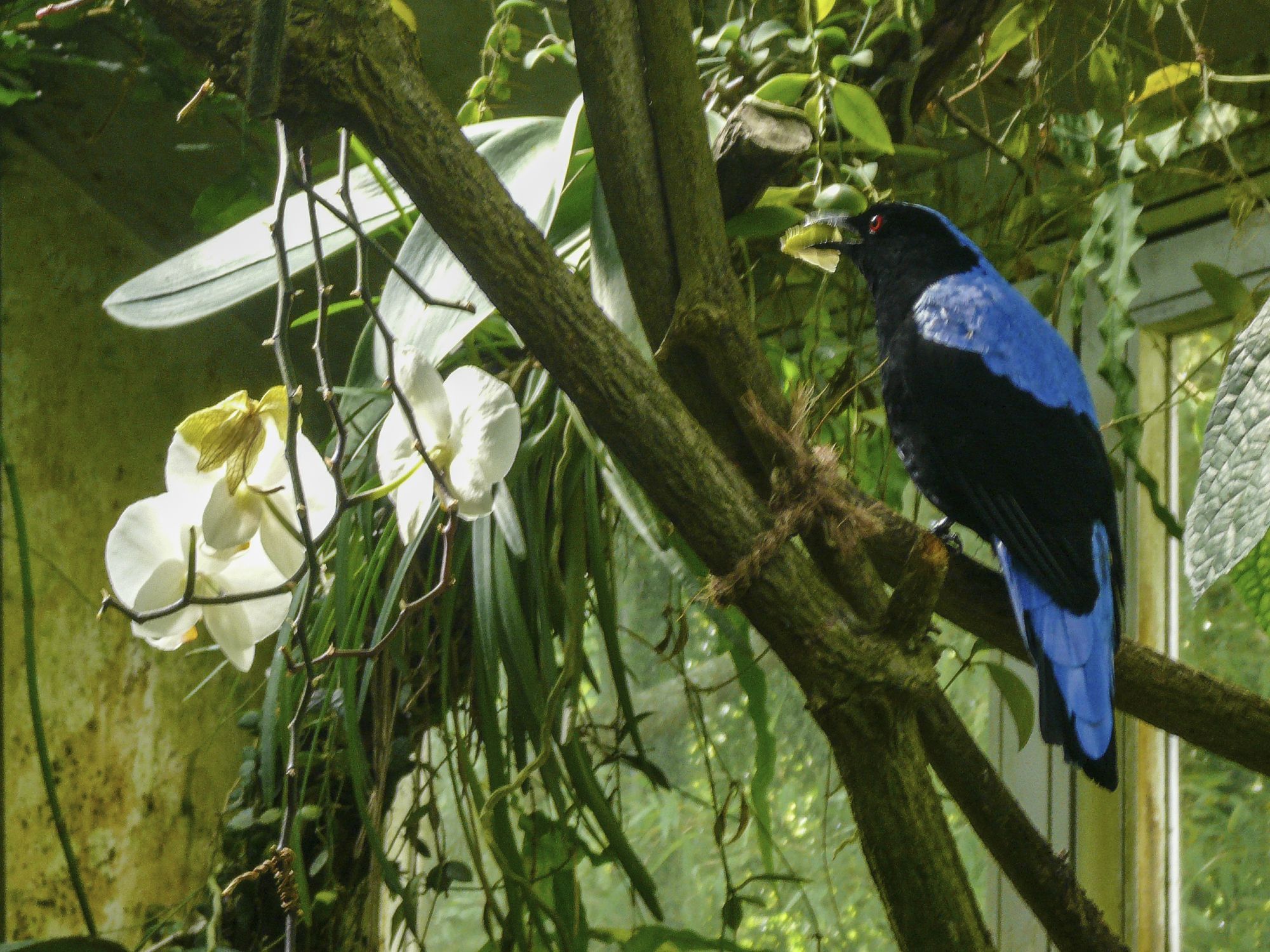 Ein blau-schwarzer Elfenblauvogel auf zusammengebundenen Ästen, auf denen u.a. eine weiße Orchidee wächst.