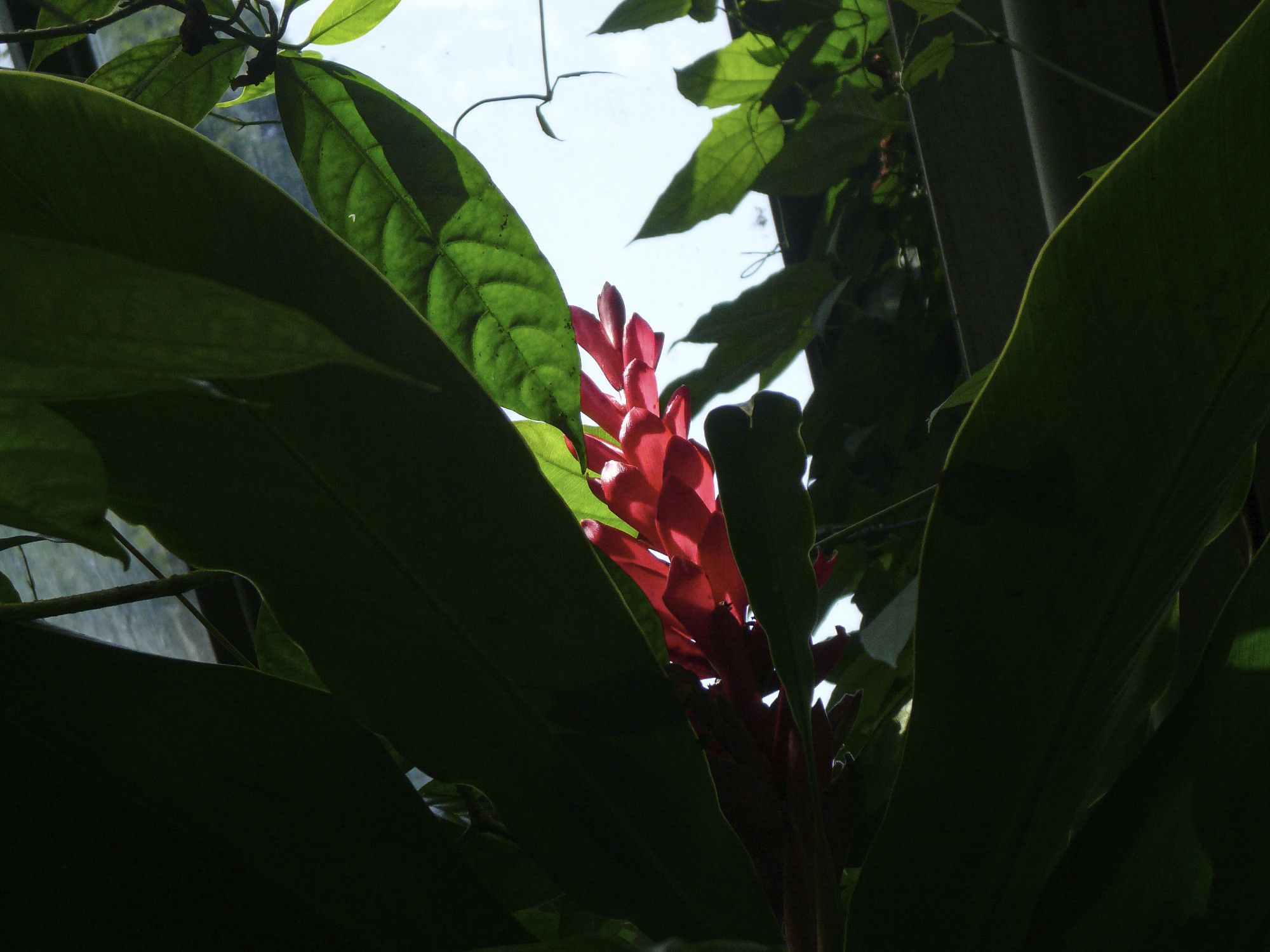 Zwischen mächtigen grünen Blättern eine rote Blüte im Gegenlicht.