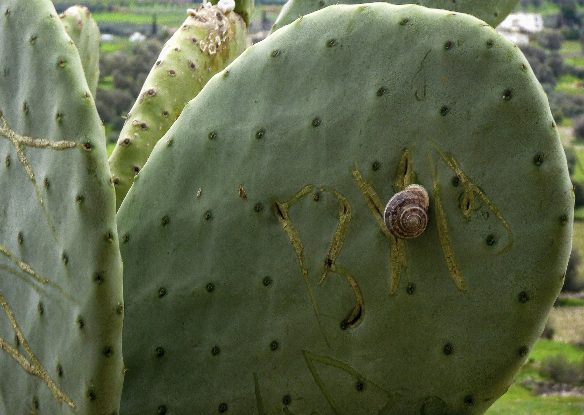 Mehrere Segmente einer Opuntie (Feigenkaktus), auf dem zentralen Segment sitzt eine Schnecke. Das Opuntien-Segmentist stachellos, hat aber in regelmäßigen Abständen Punkte.
Im Hintergrund ist eine landschaft mit Wiesen, Bäumen und Häusern zu erahnen.