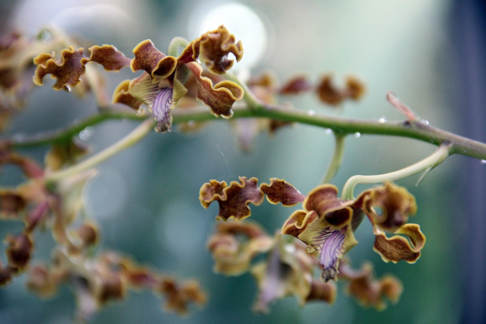 Orchidee mit bräunlich-rosa Blüten, die gewellt sind.