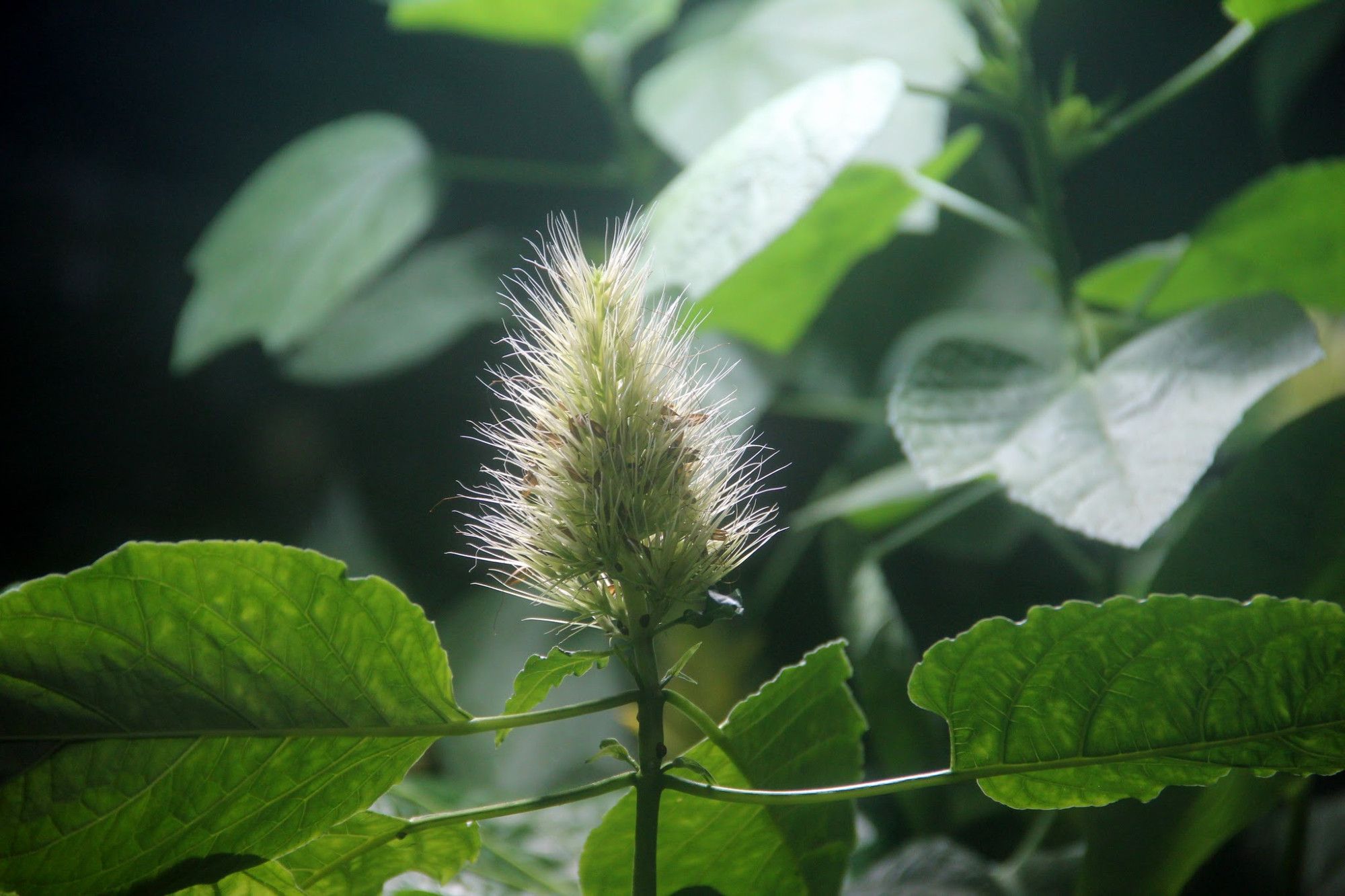 Grünpflanze mit einer kegelförmigen Blüte (oder einem Fruchtstand?) mit vielen zarten Haaren.