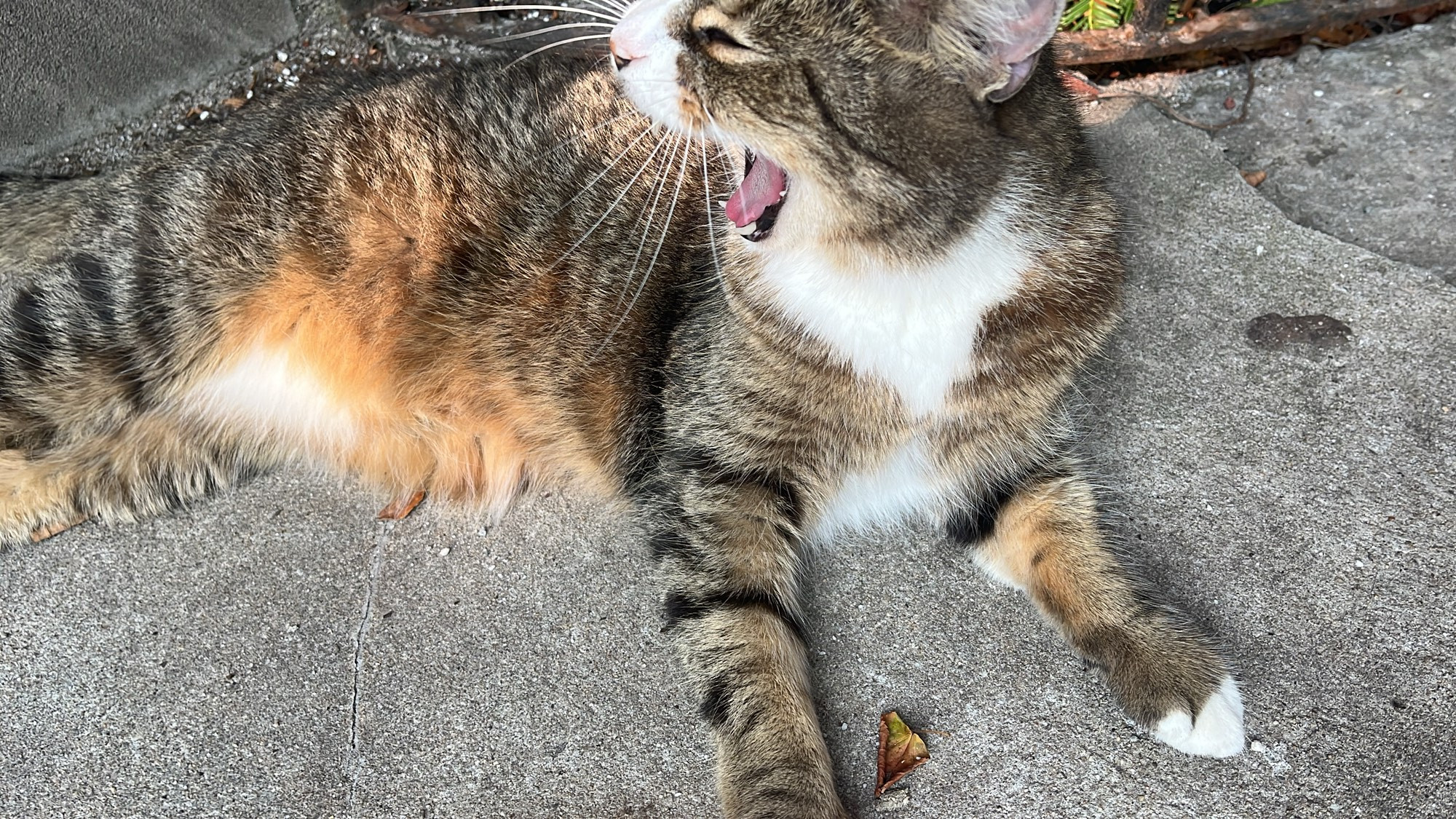 Brown tabby cat yawning on a sidewalk 
