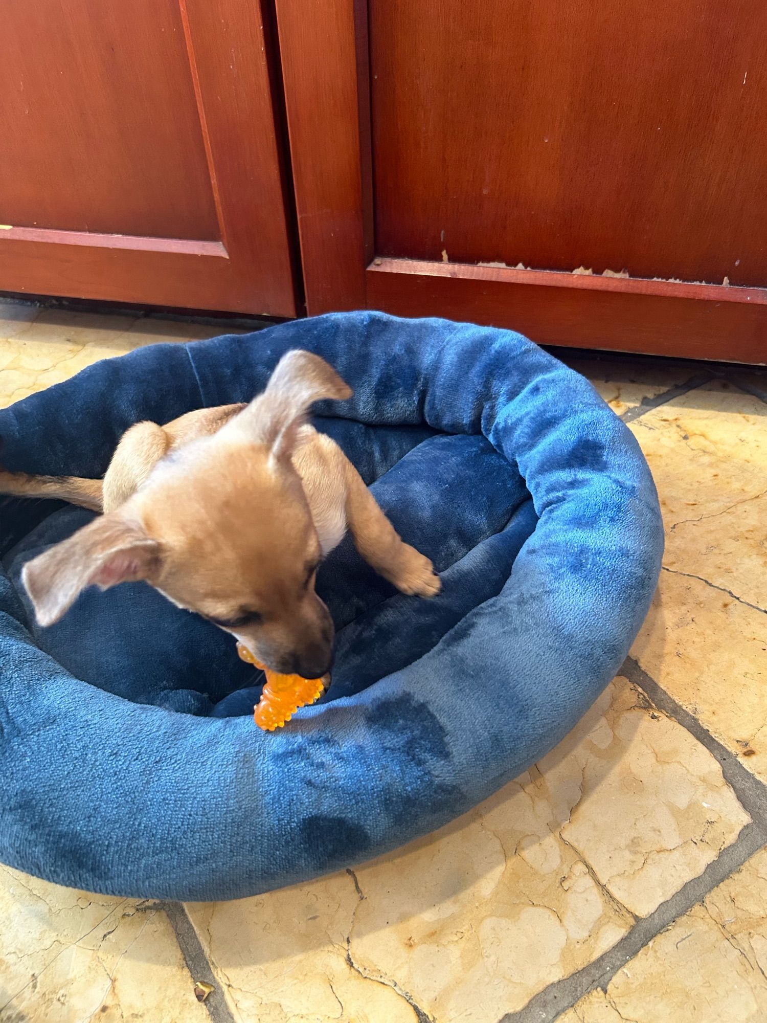 Nylabone and new dog bed for Thaddeus.