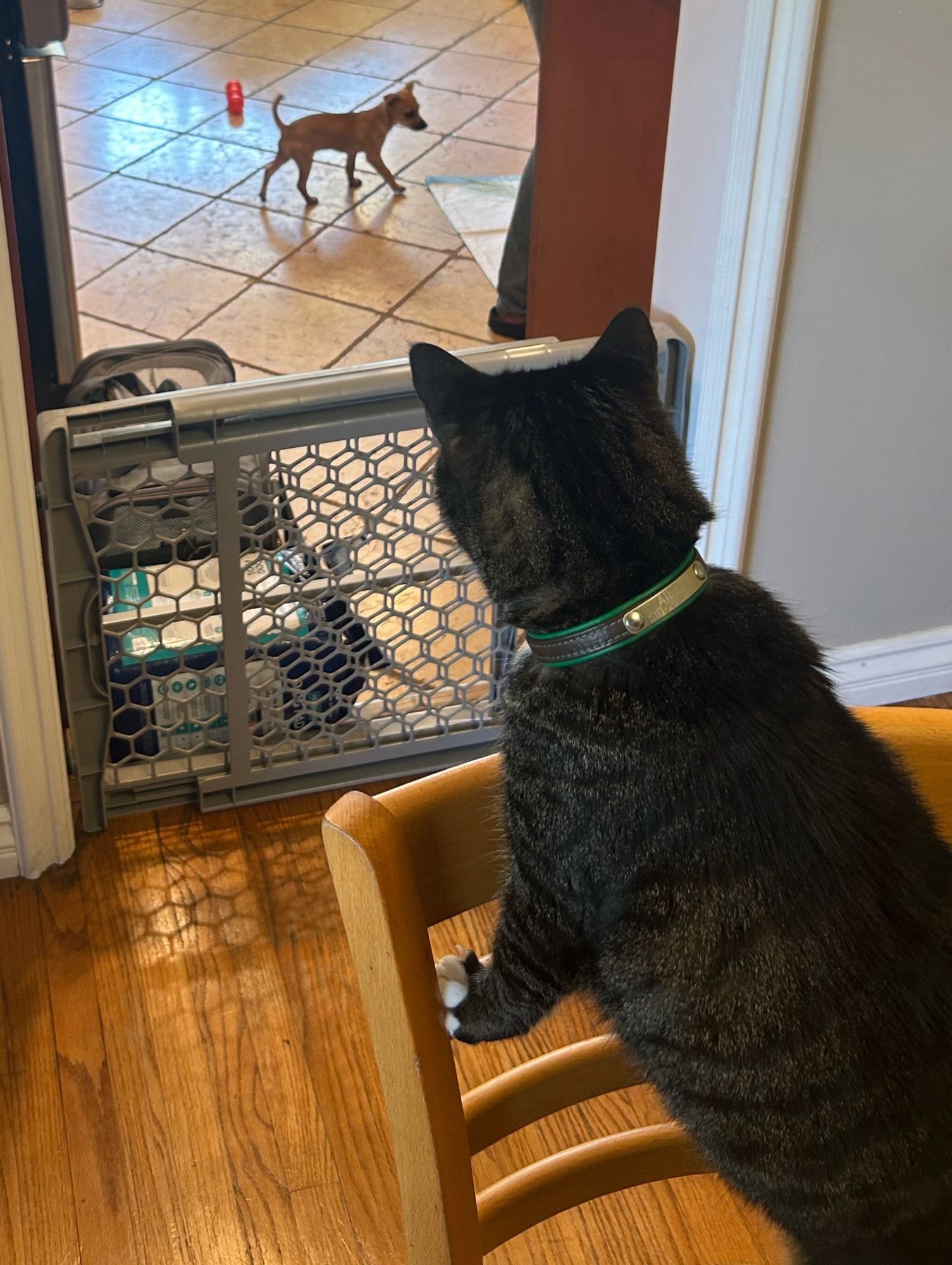 Albert the cat observing the new resident, Thaddeus Minimus.