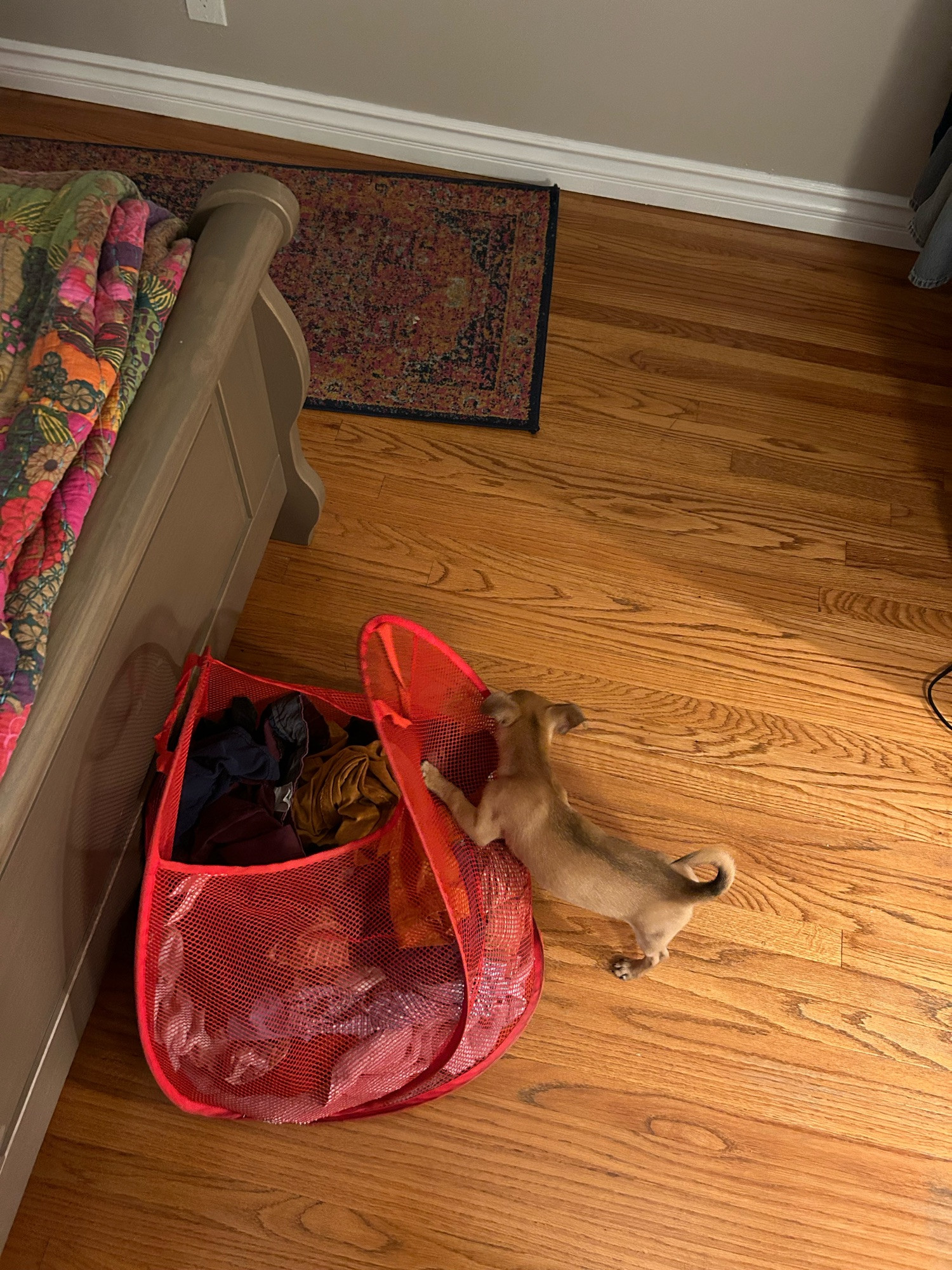 Here’s Thaddeus helping me do my laundry by being a wild puppy. 