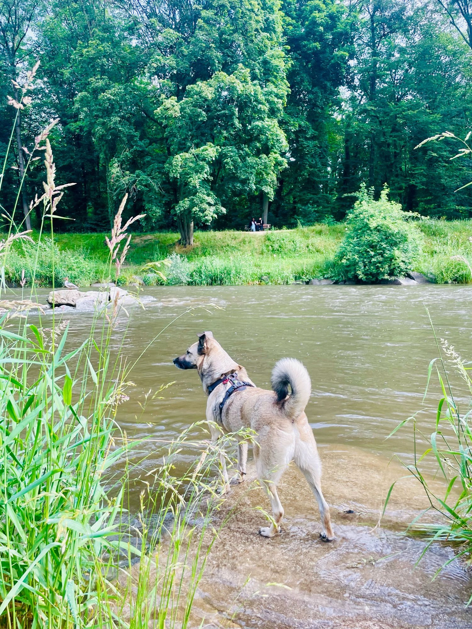 Der Hund Dan steht aufrecht an einem Fluss und schaut über‘s Wasser