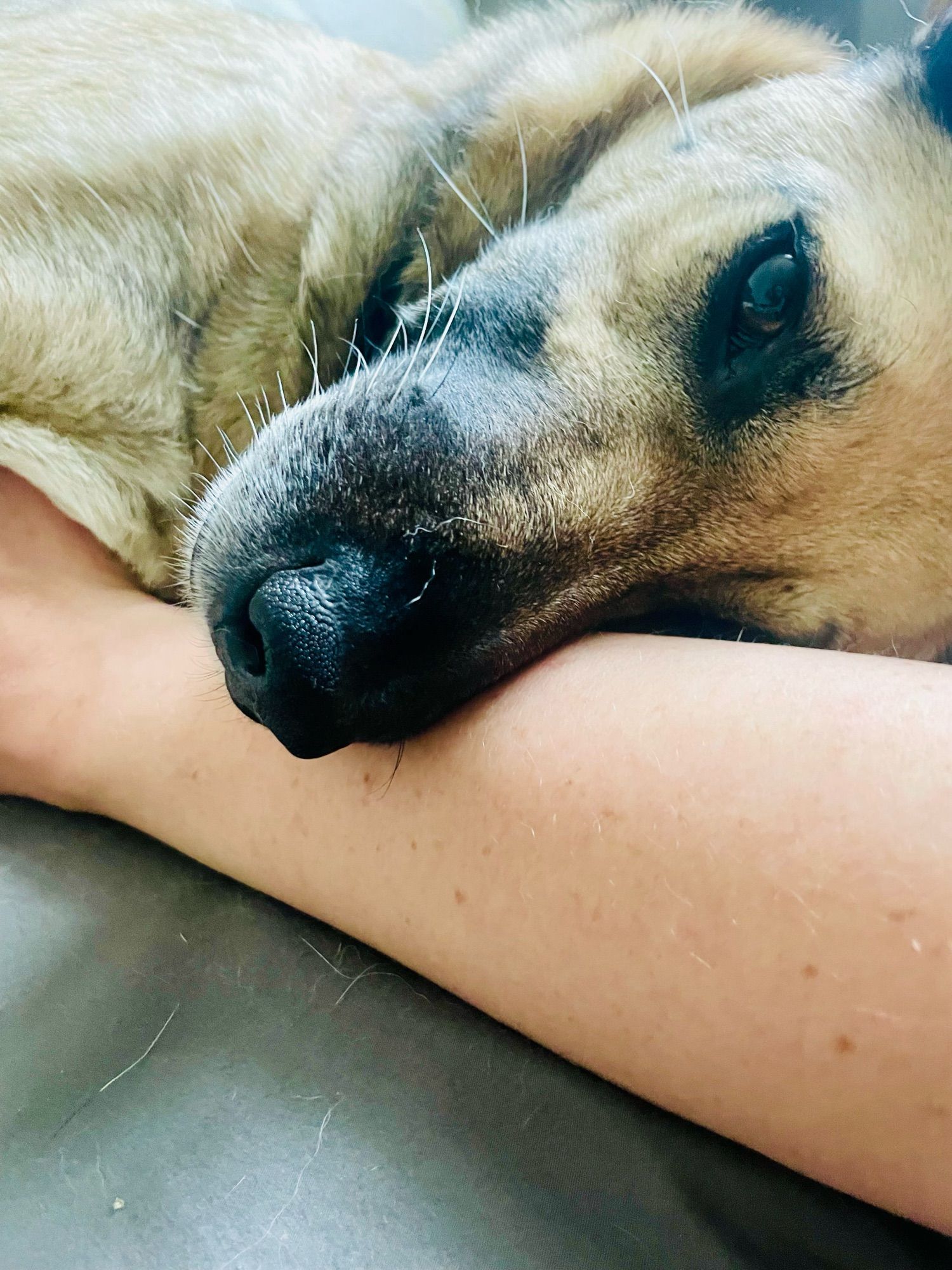 Der Hund Dan liegt mit der Schnauze auf meinem Arm und guckt verträumt in die Kamera