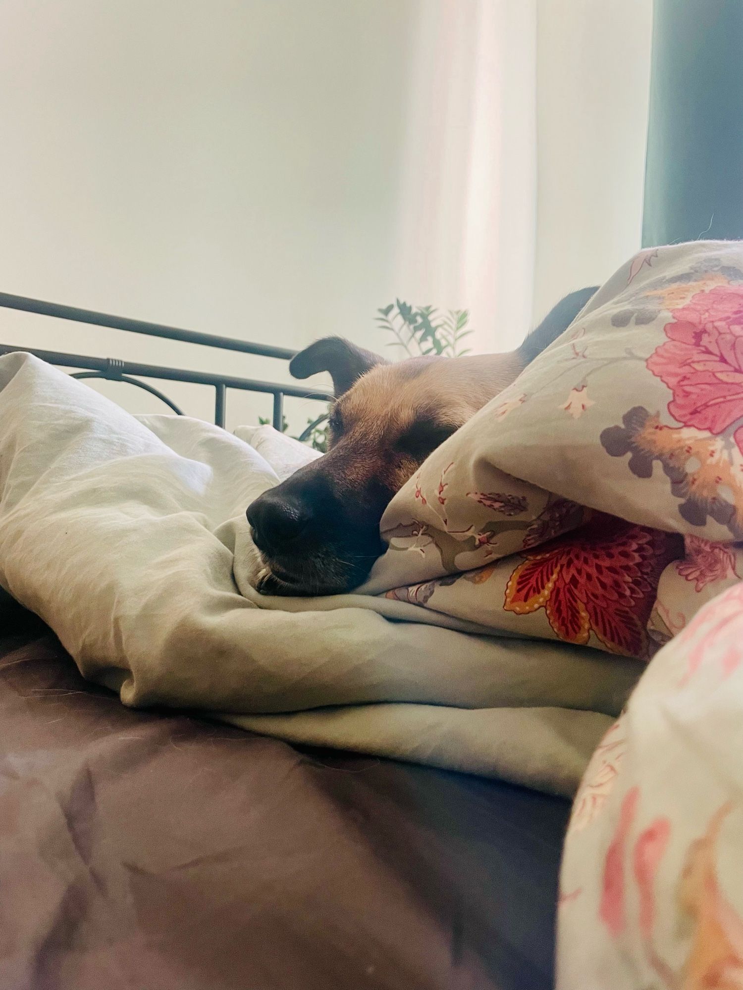 Der Hund Dan liegt auf meinem Bett. Nur seine Nase und die Ohren schauen aus der Decke hervor.