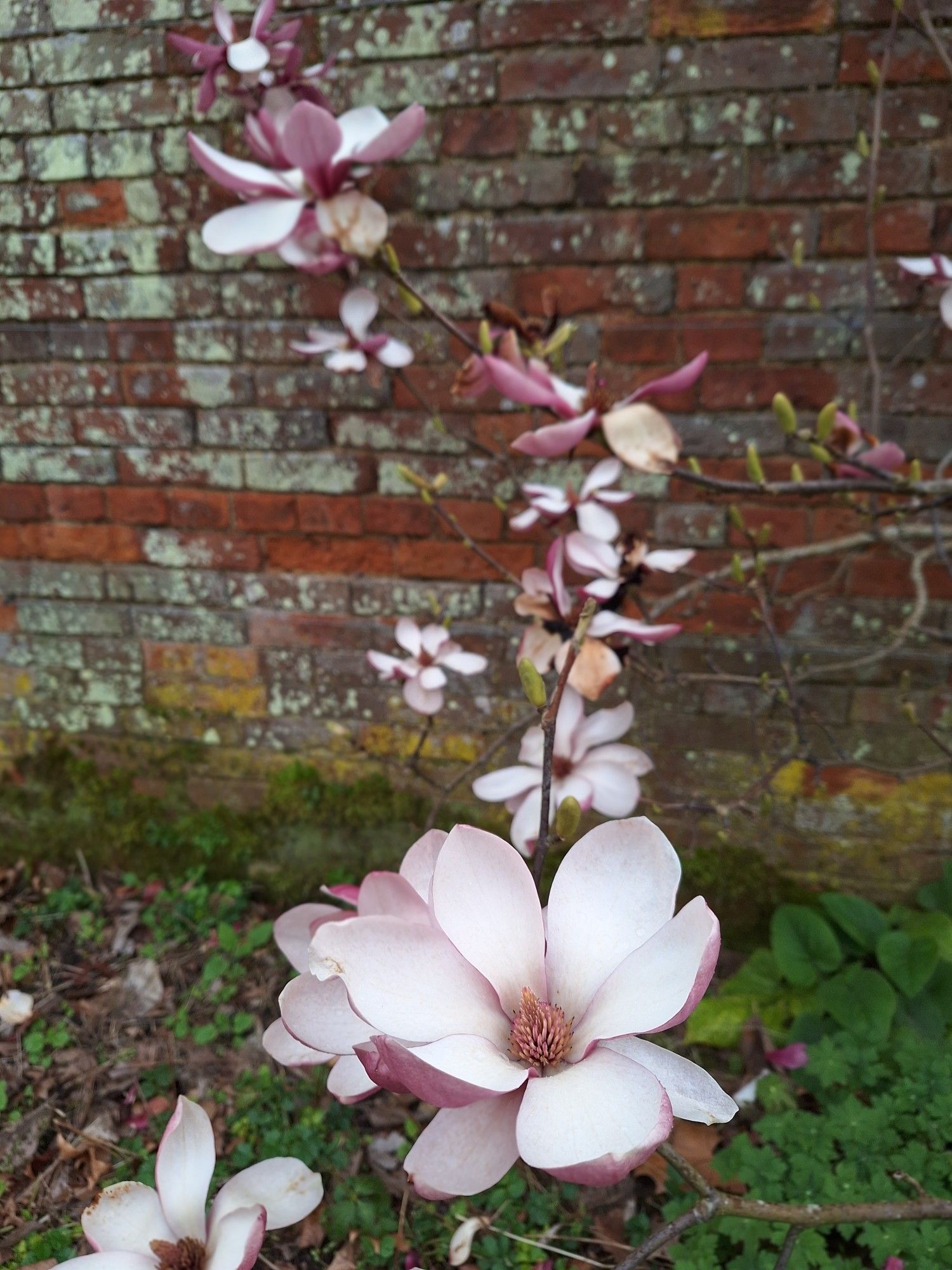 Againt a background of an old brick wall are a number of large petalled, pale pink flowers. Most are in soft focus except for the largest one, which is in the foreground and lower third of the picture. This is in sharp focus and is opening up towards the viewer.