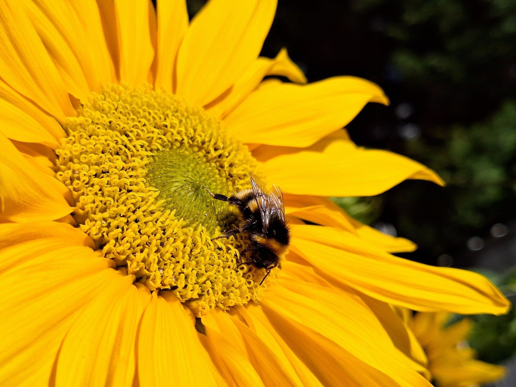 Close up of a bright yellow sunflower head, looking at it left to right across the face. The background beyond it on the far right side is a mottled greeny black. Just off-centre of the face of the flower is a bumble bee industriously making it's way around the flower.