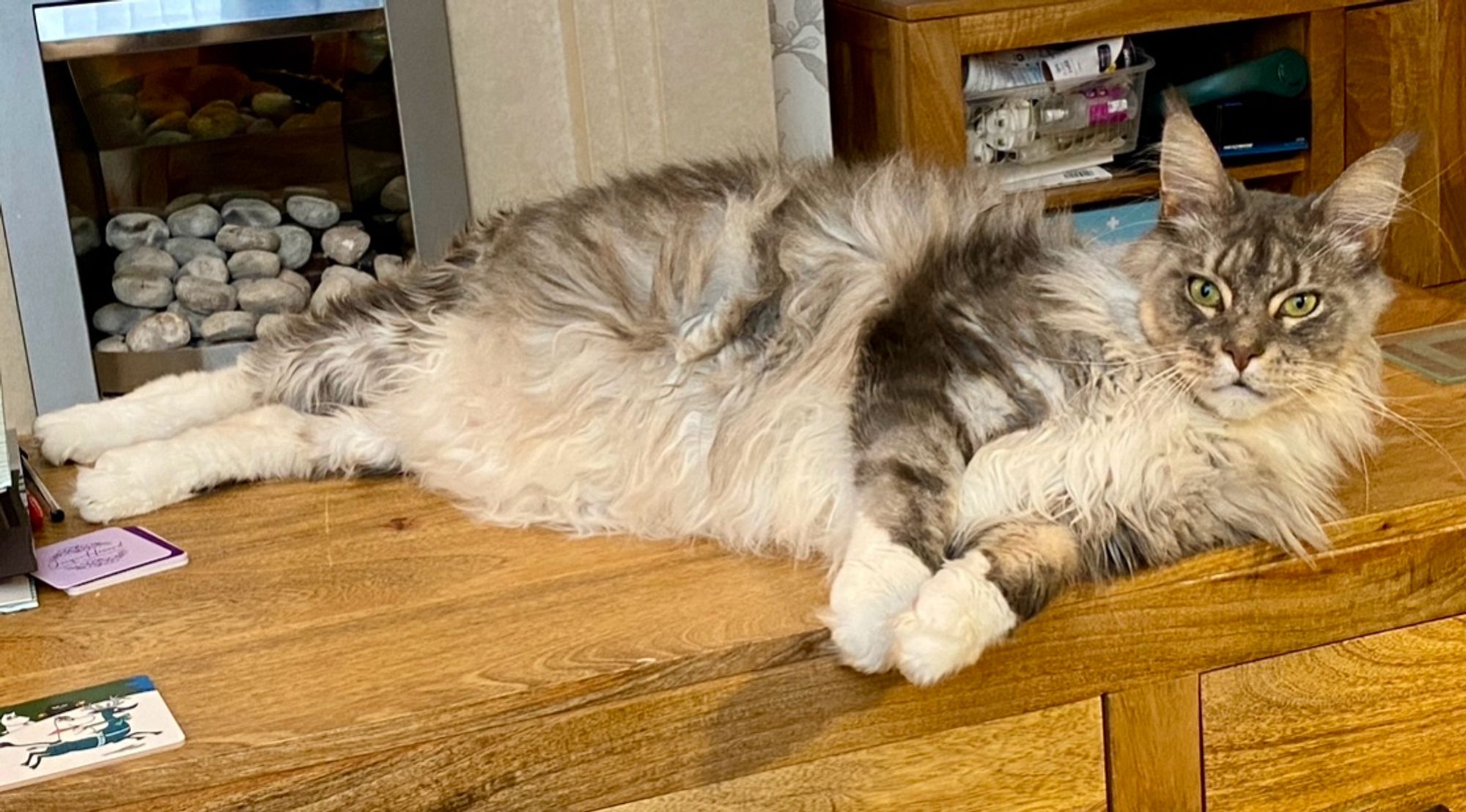 Grey Maine Coon cat stretched out on coffee table