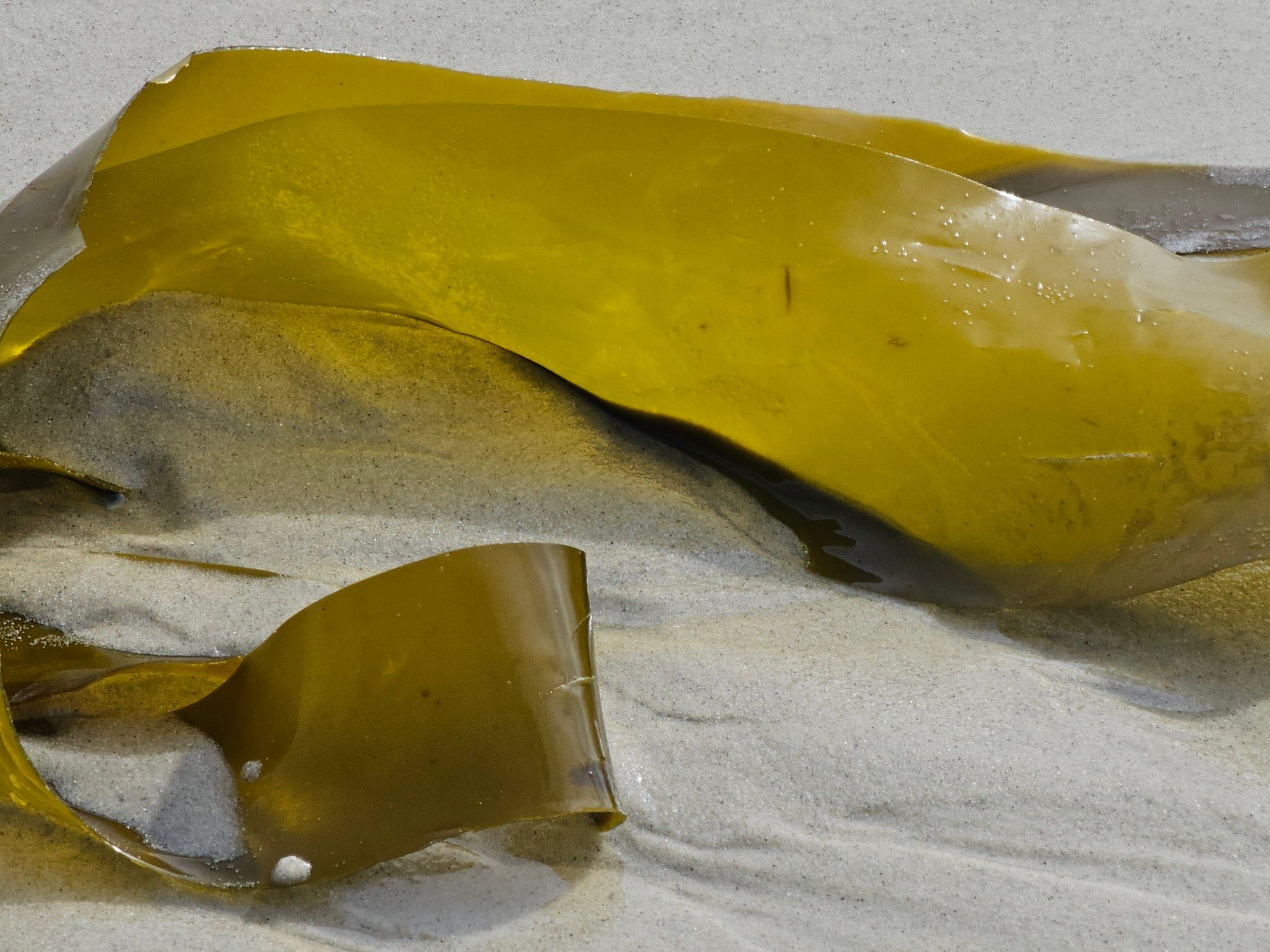 A large piece of kelp seaweed on a white sand beach that is illuminated from behind by the sun.